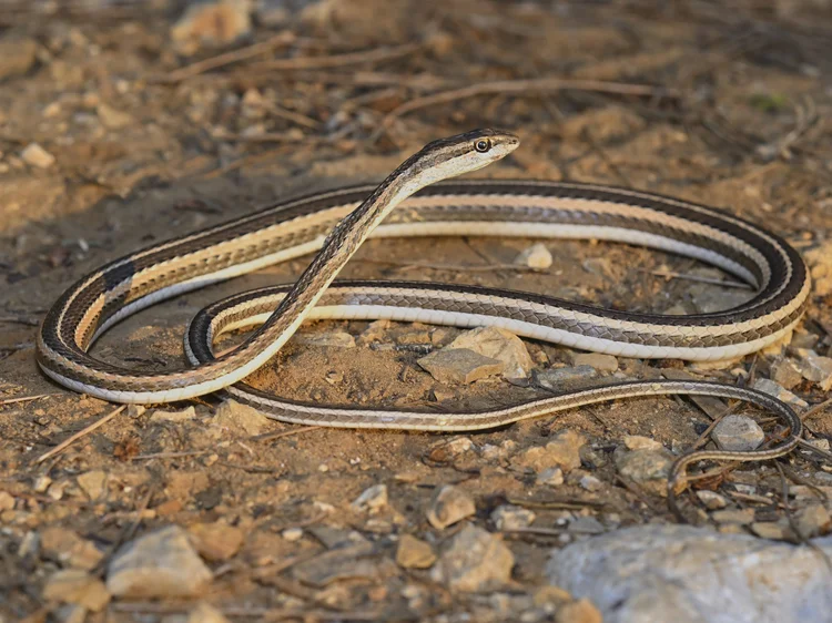 Schokari Sand Racer, Lebanon