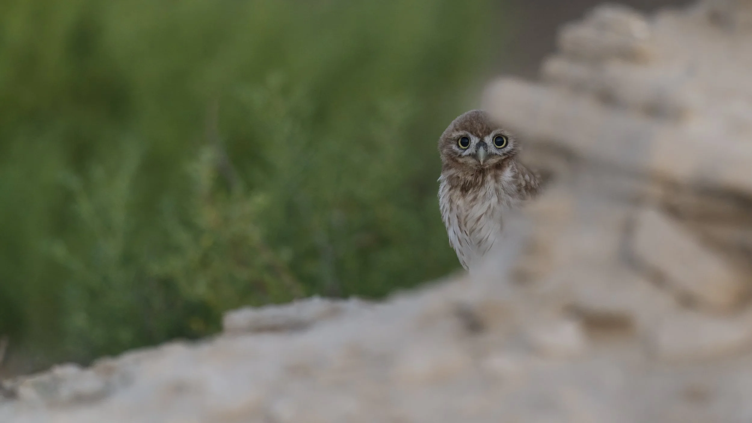 _Z098343 Little Owl.jpeg