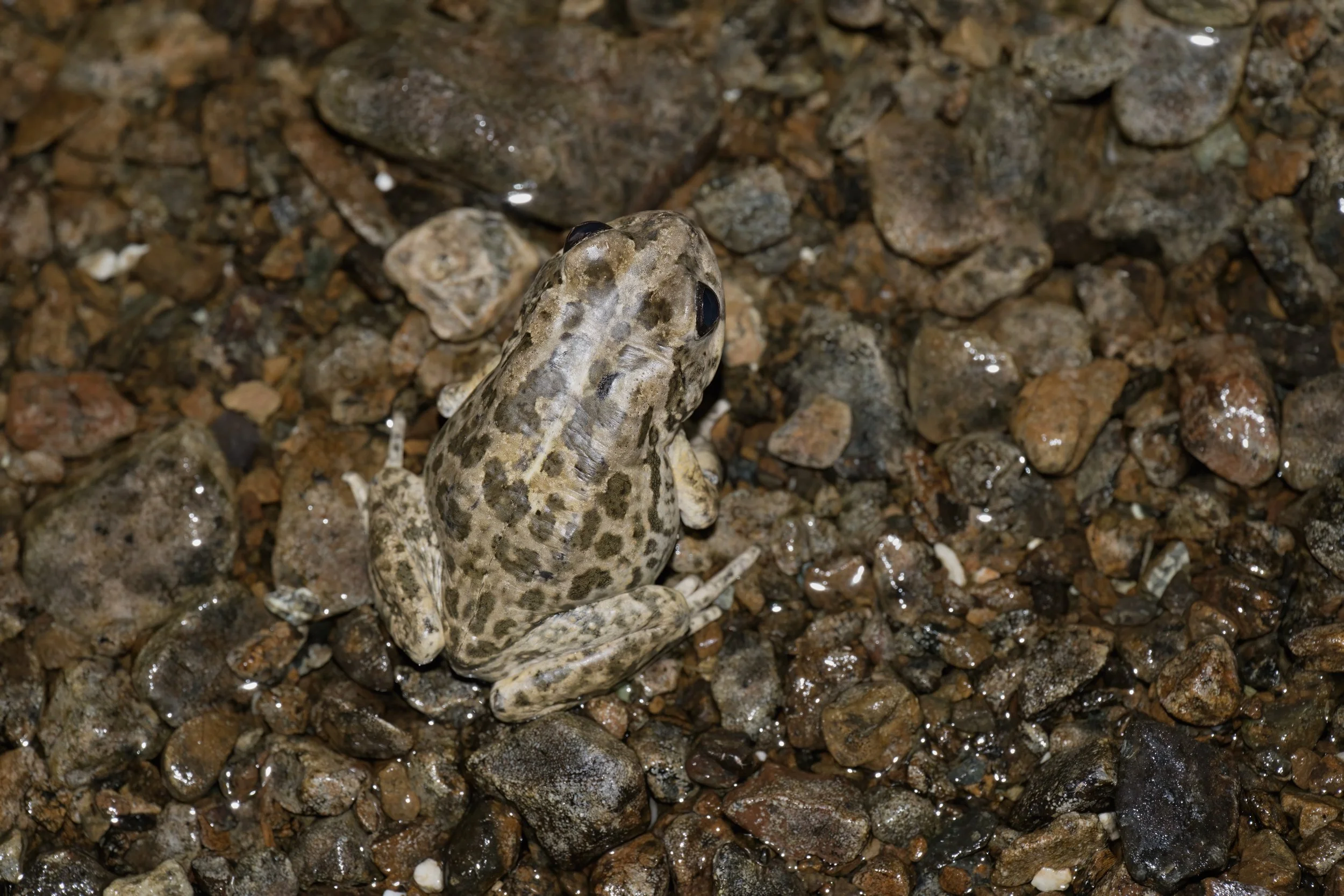 Arabian Toad (Sclerophrys arabica)