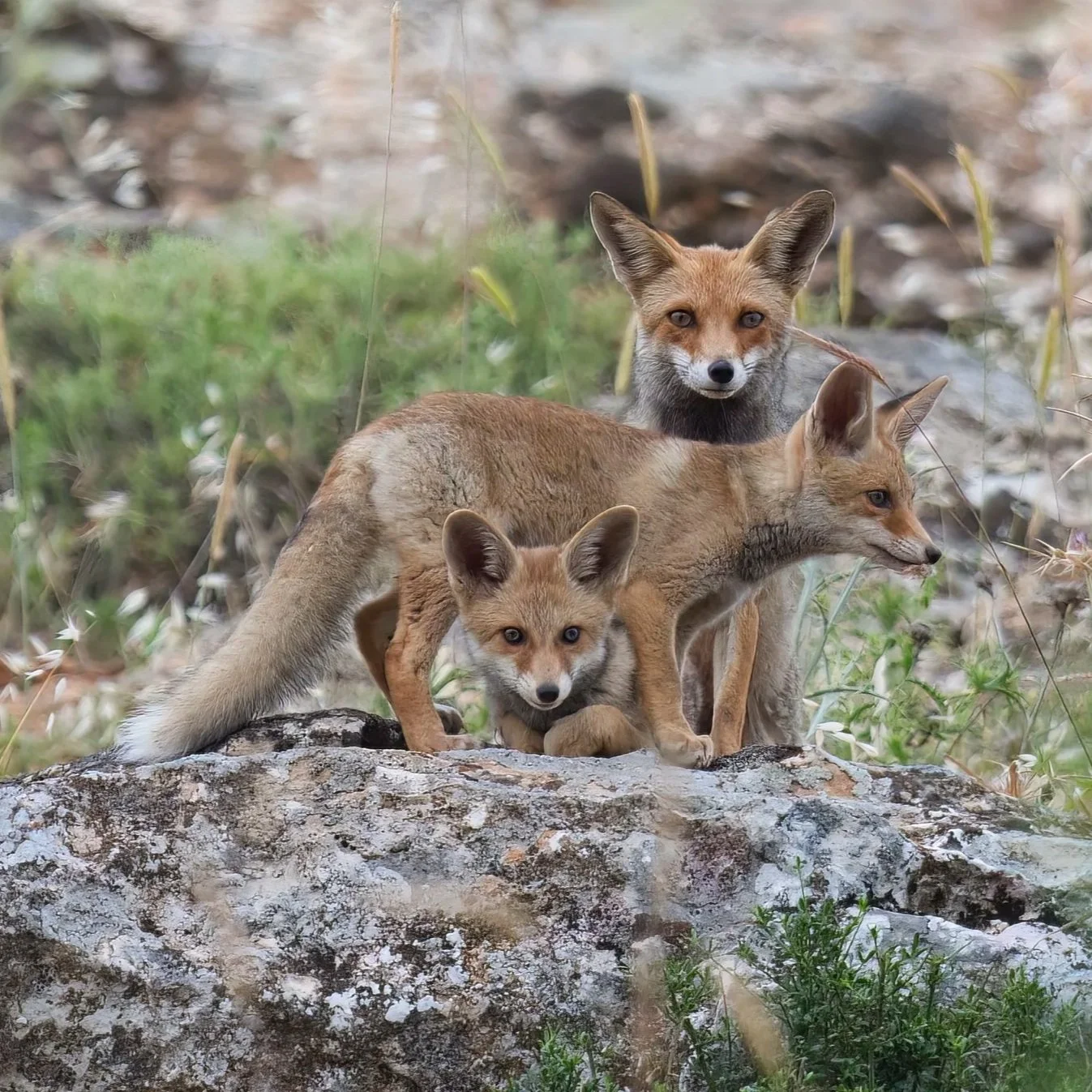 wildlife photography