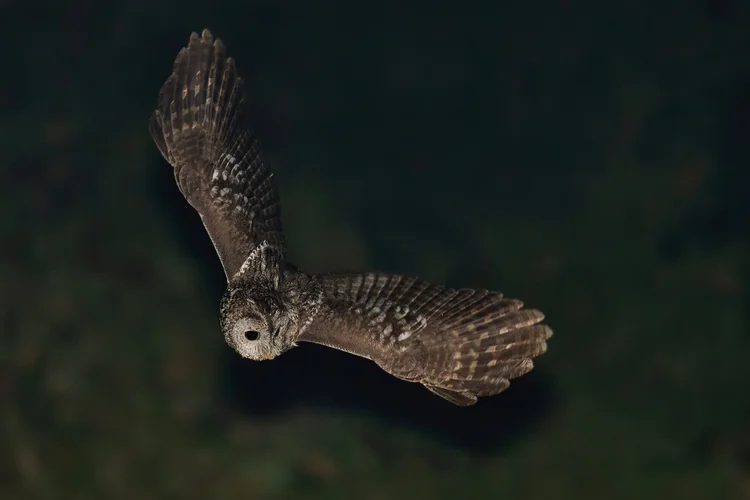 Tawny Owl - Lebanon