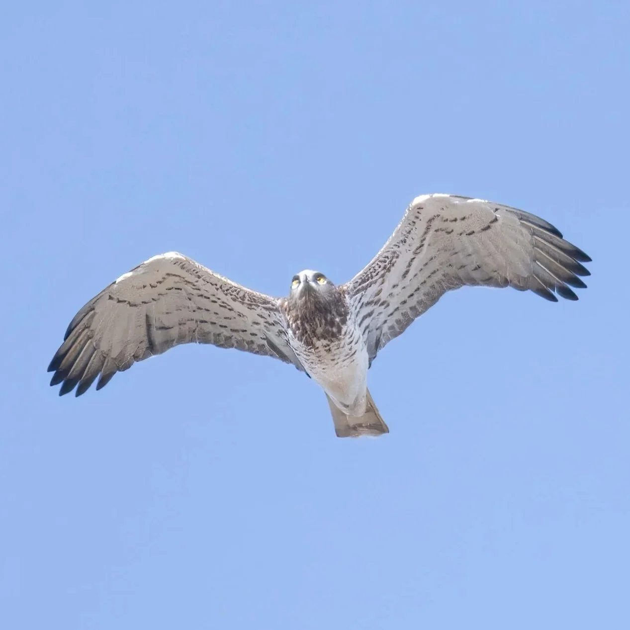 Short-toed Snake Eagle \ Circaetus gallicus