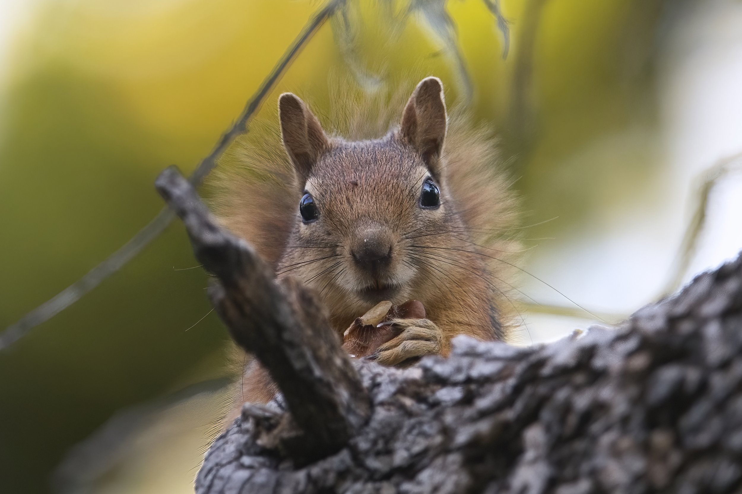 Squirrels Lebanon