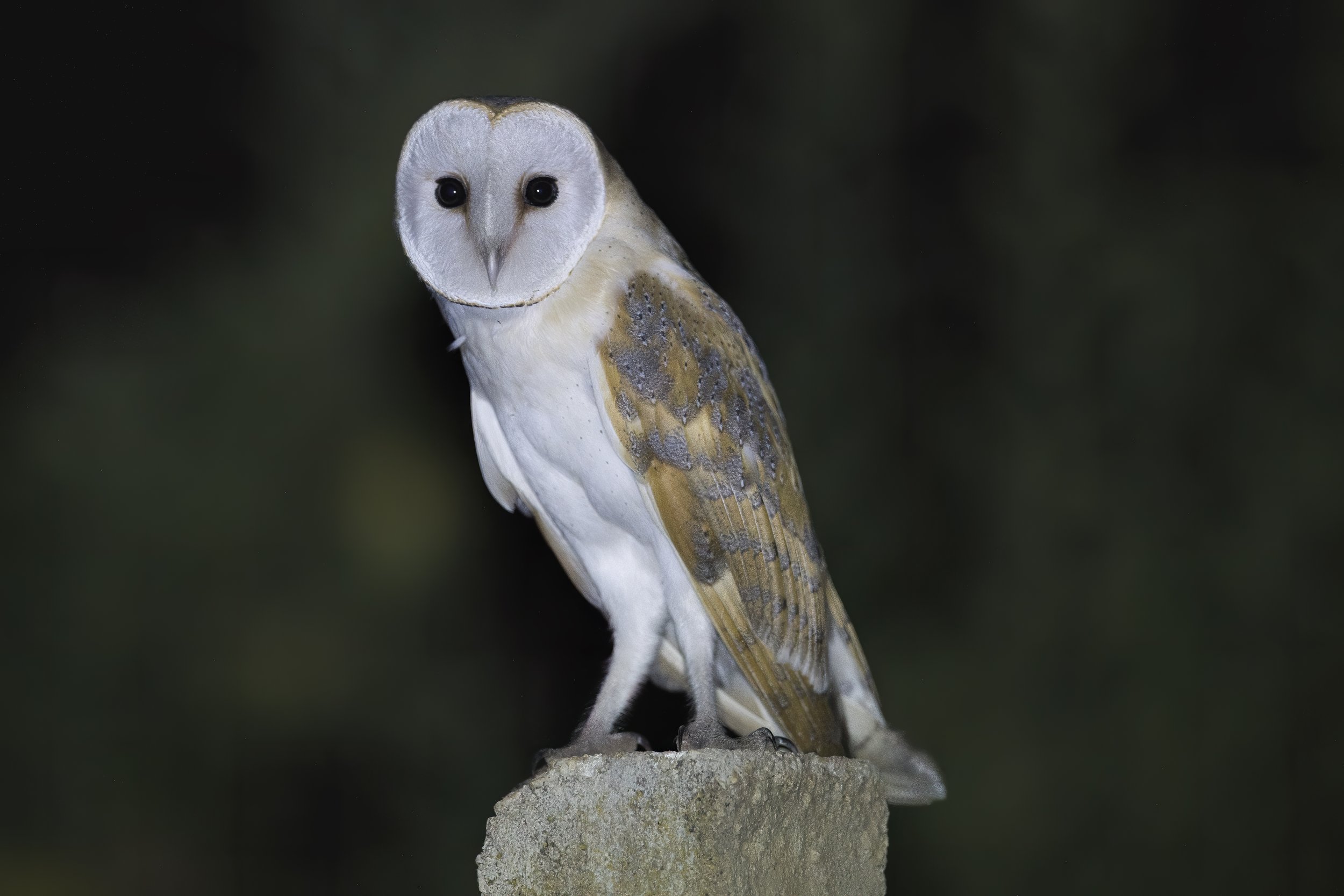 Barn Owl Lebanon