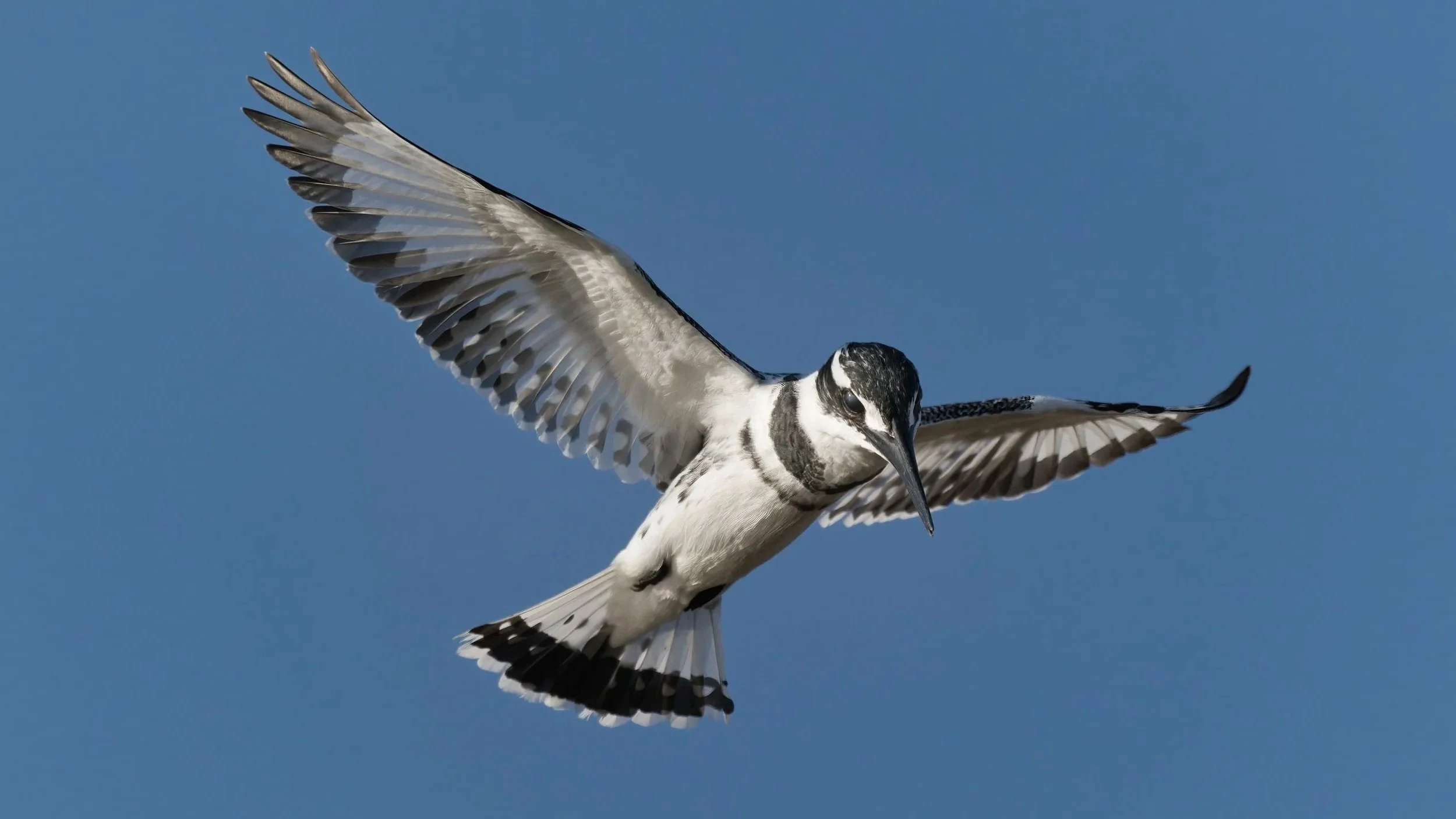 wildlife photography at wetlands
