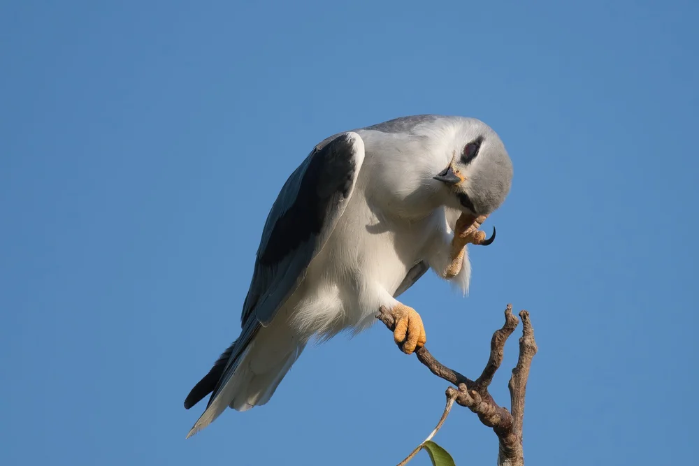 Black-winged Kite (Elanus caeruleus)