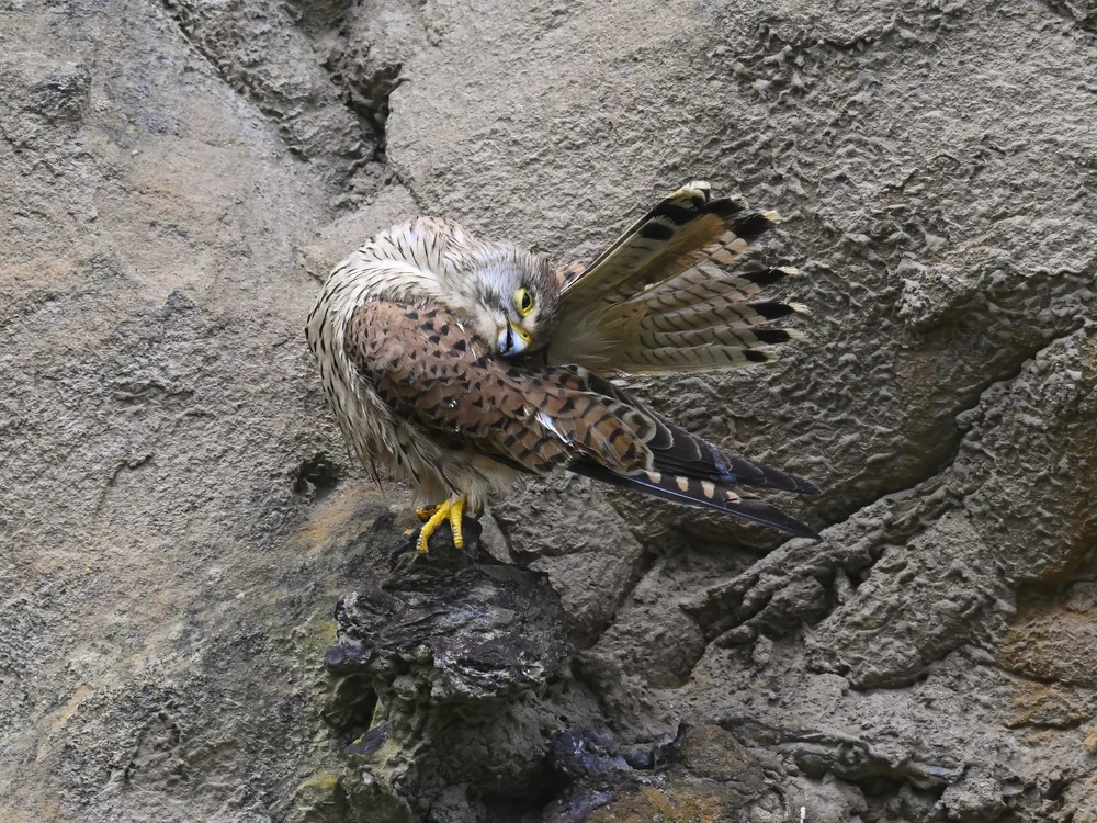 Eurasian Kestrel — best of the story