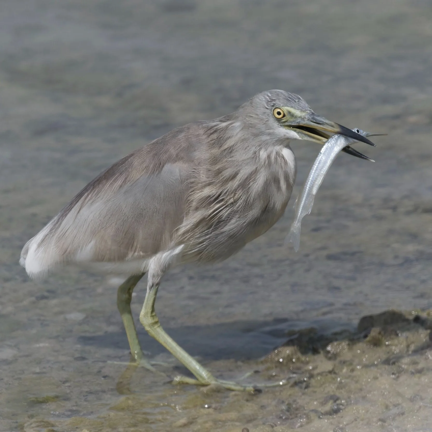 Indian Pond Heron /Β Ardeola grayii