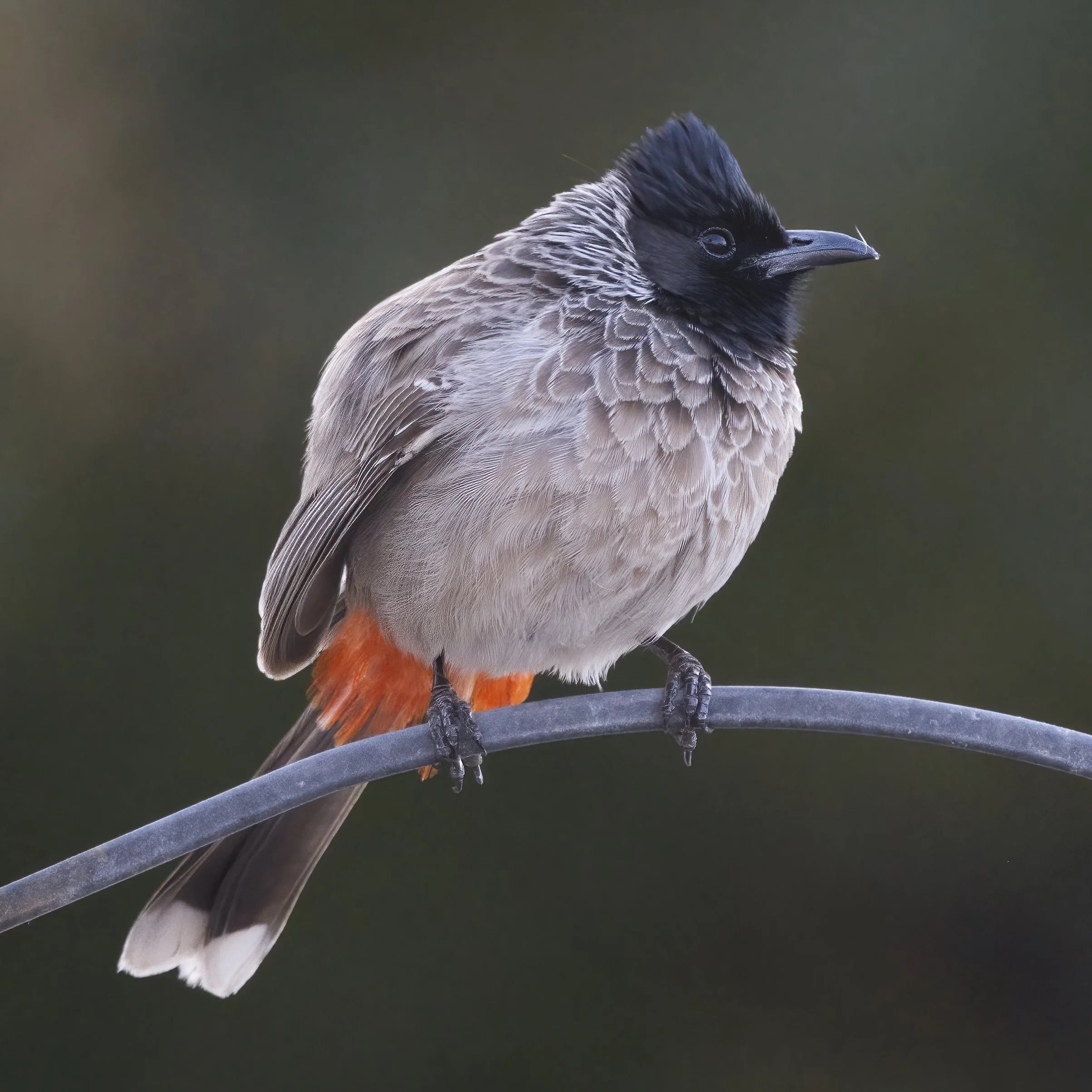 Red-vented Bulbul (Pycnonotus cafer)