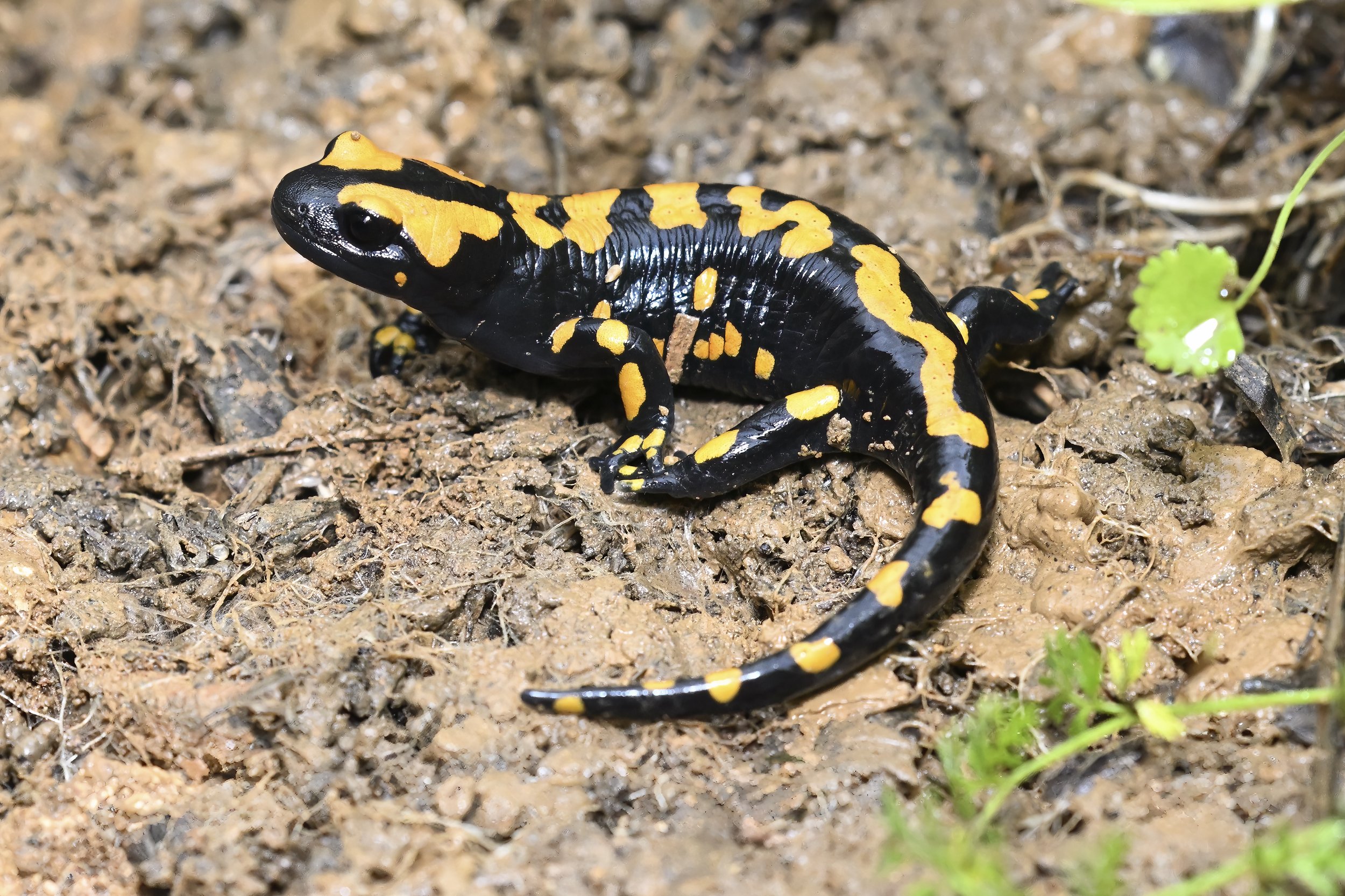 Near Eastern Fire Salamander Mokhtara