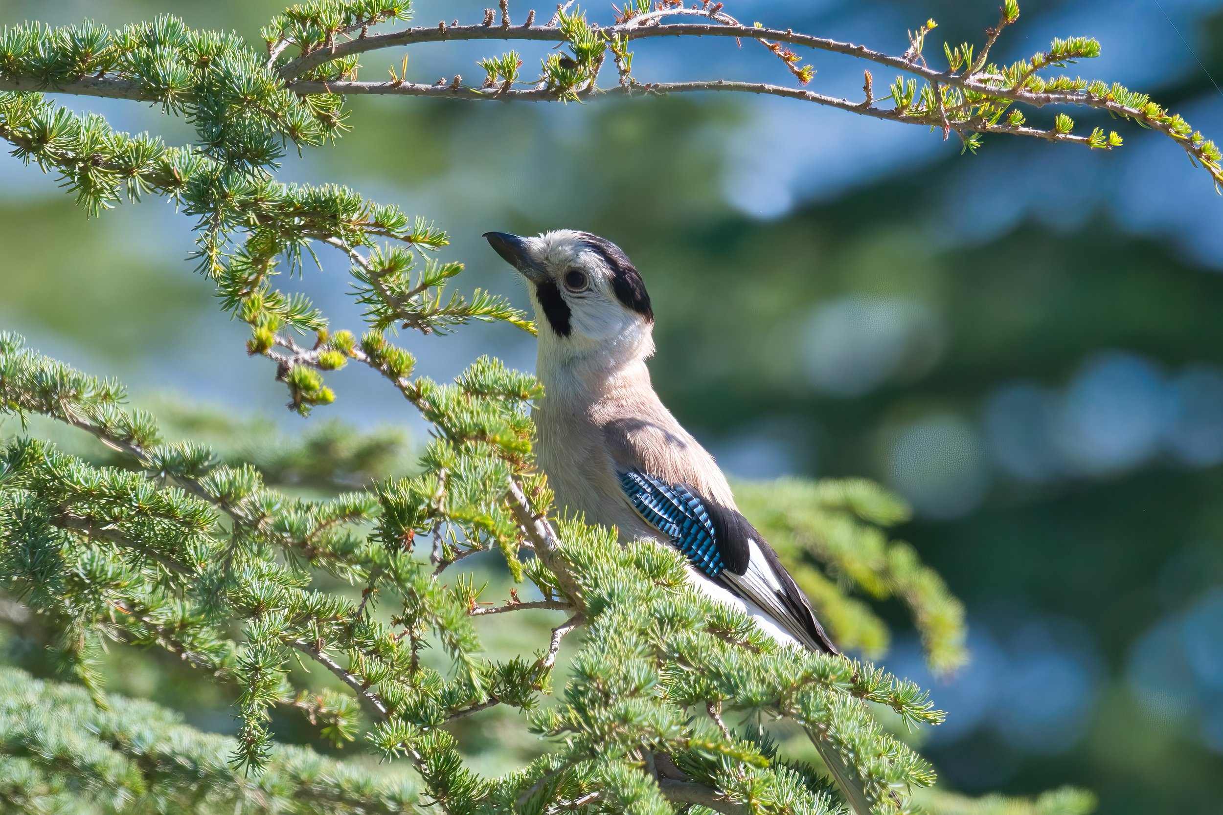 Eurasian Jay - Lebanon Lebanon