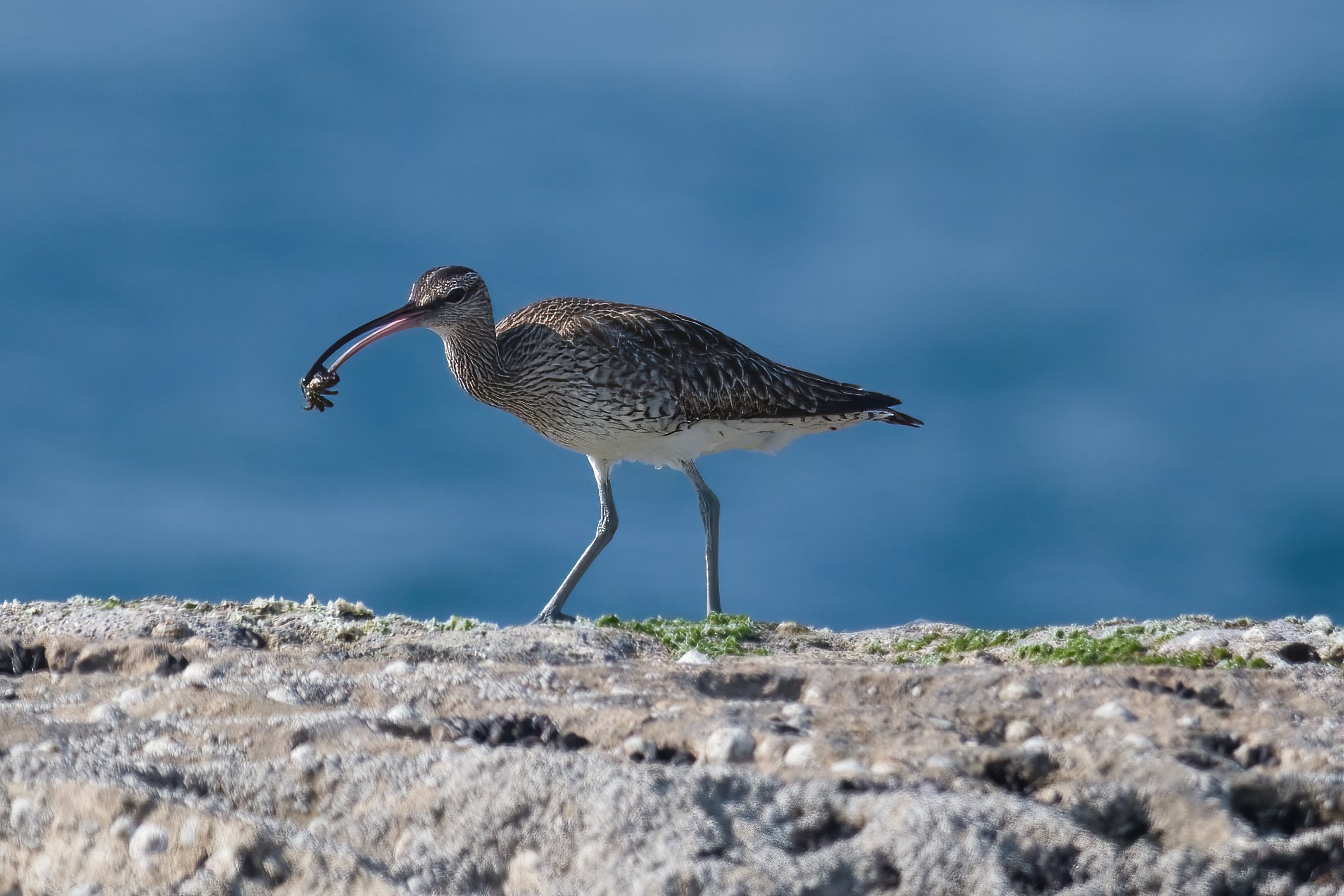 Birds of Lebanon