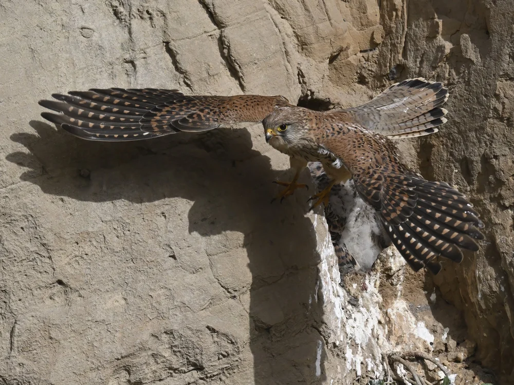 Eurasian Kestrel — best of the story