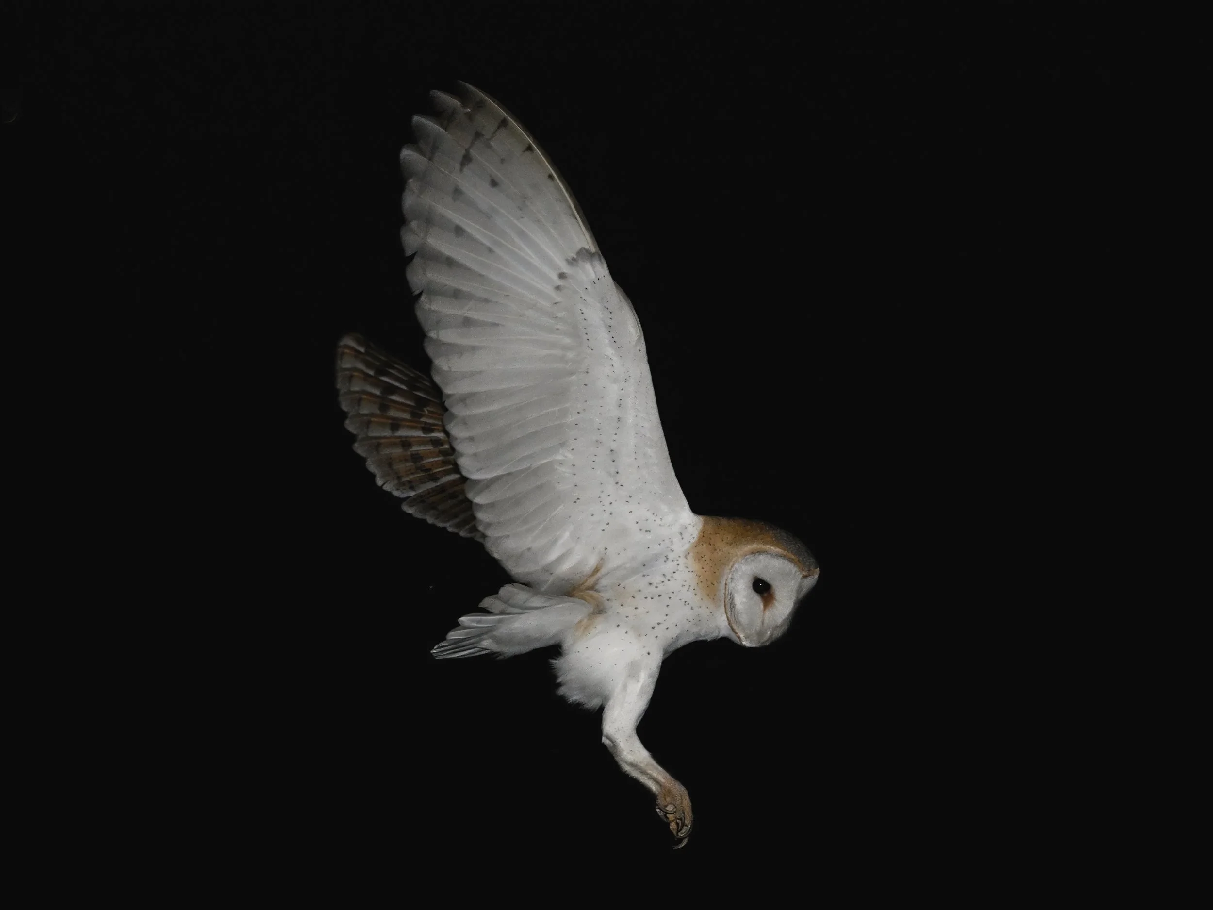 Z090329_BarnOwl.jpeg