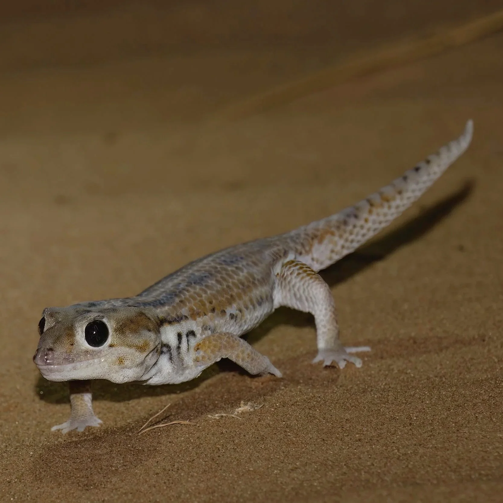 Reptiles of UAE