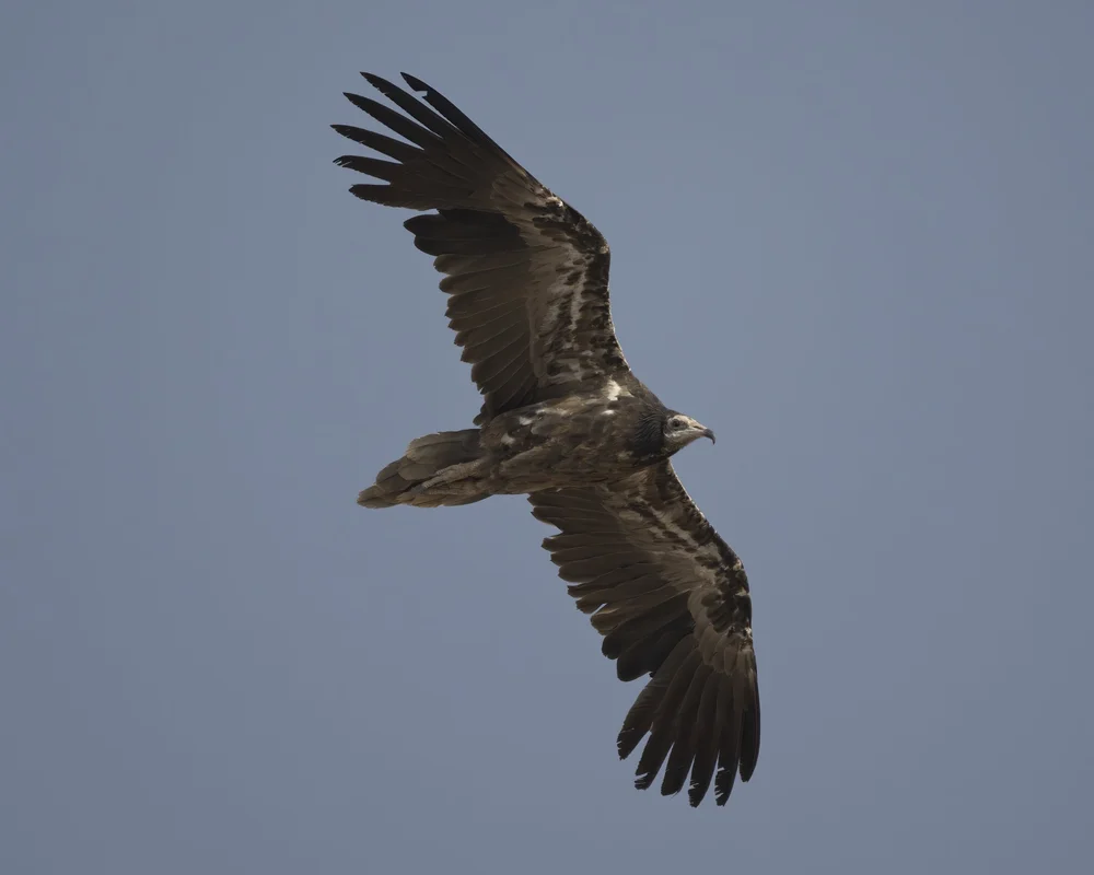 Egyptian Vulture Colony Jebel Hafeet UAE