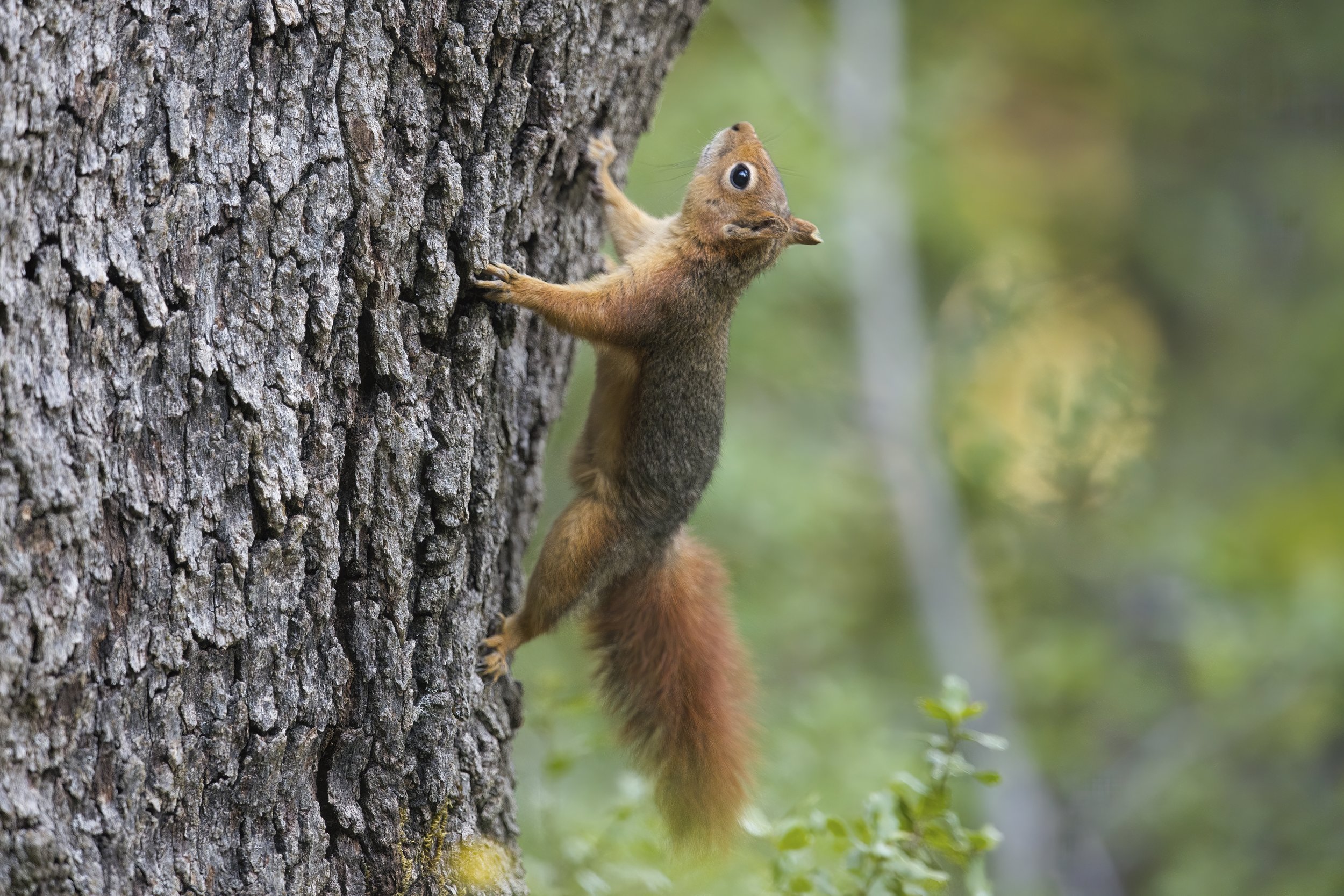 Squirrels Lebanon