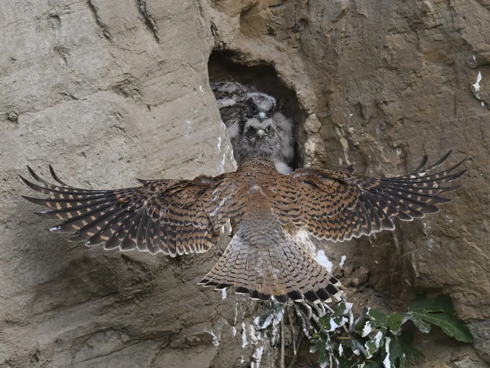 Eurasian Kestrel — best of the story