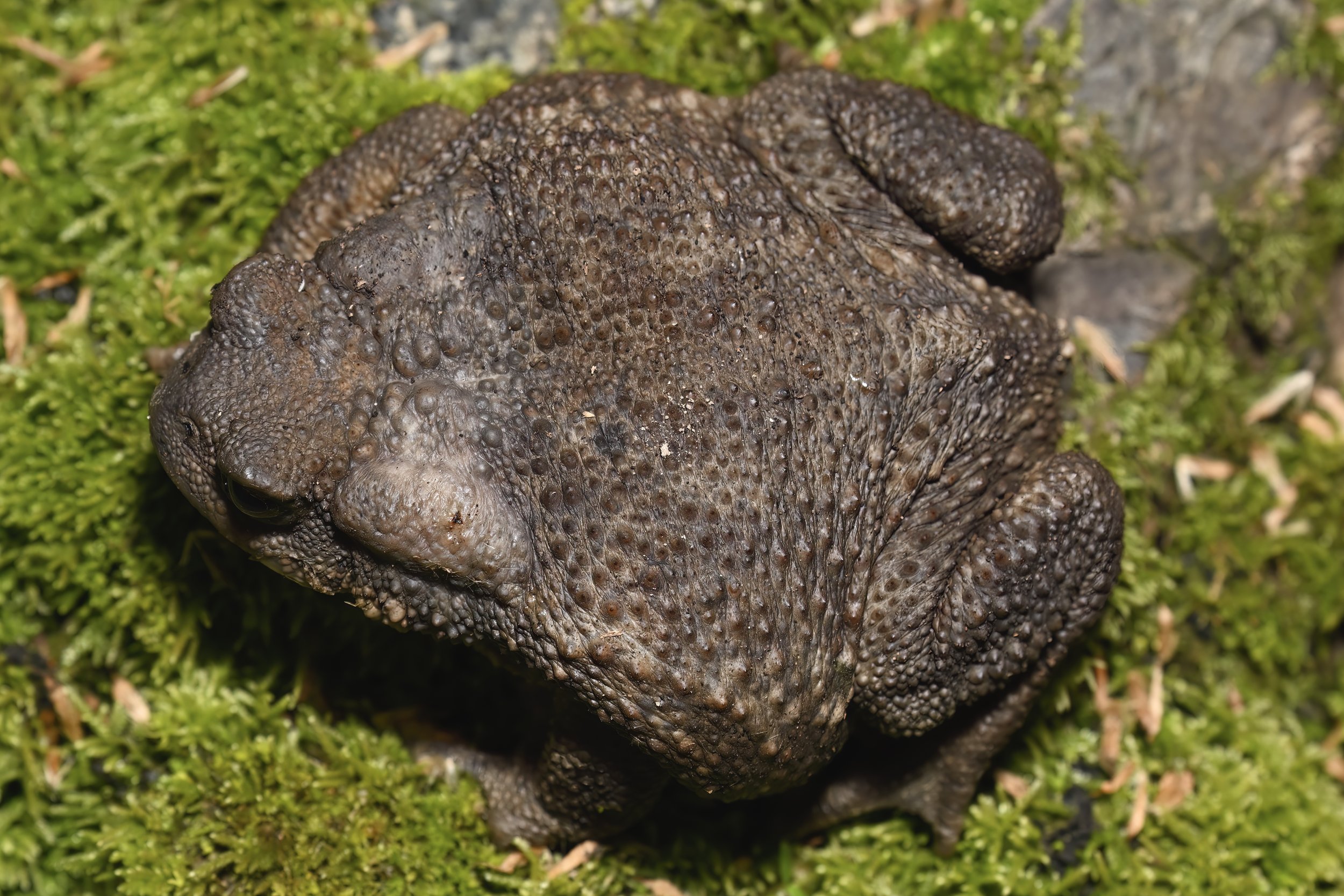 Herping lebanon