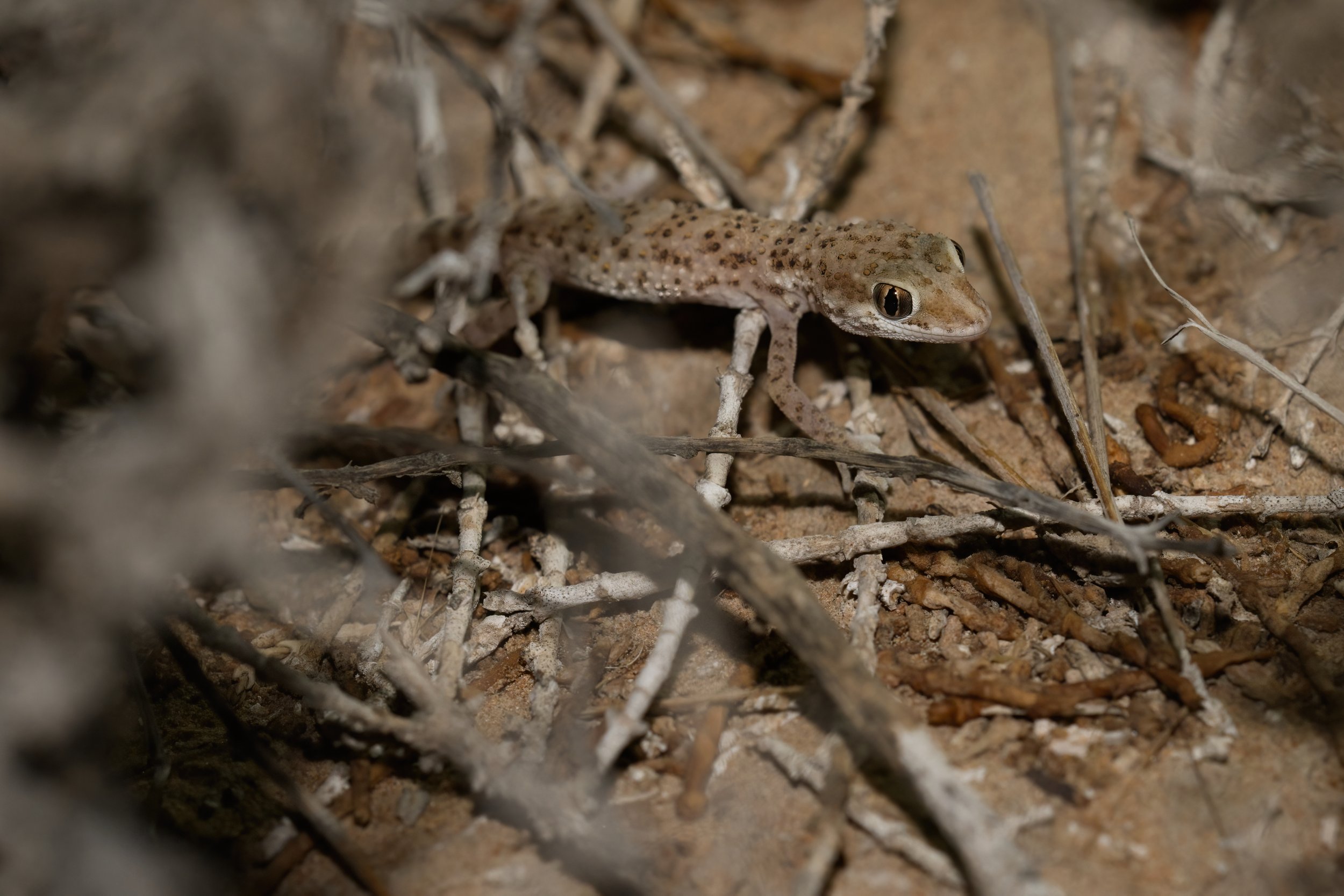 Baluch Ground Gecko | الوزغ الأرضي البلوشي | Bunopus tuberculatus