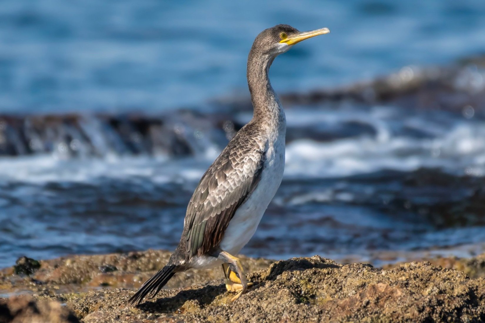 Birds of lebanon