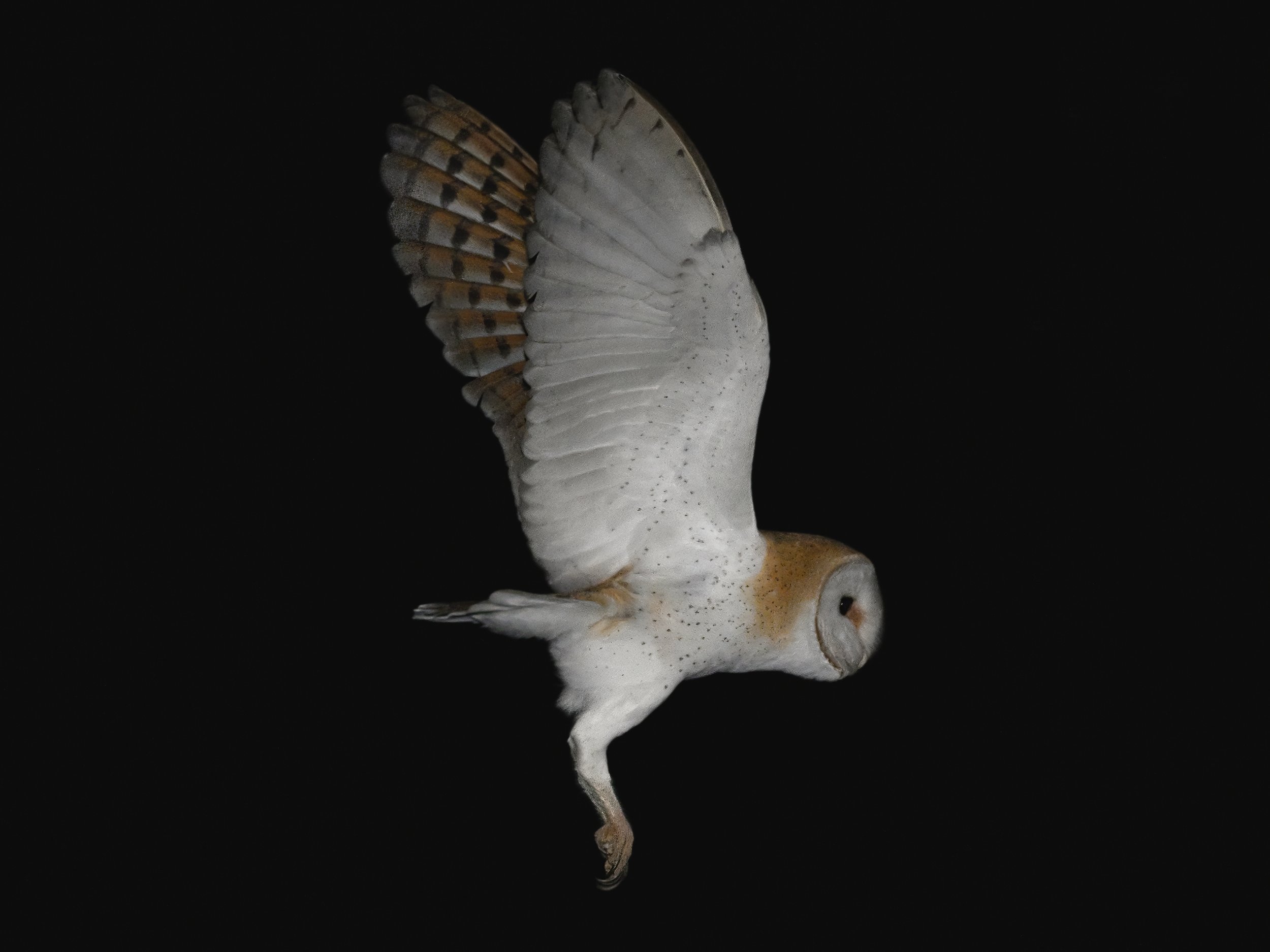 Birds of Lebanon