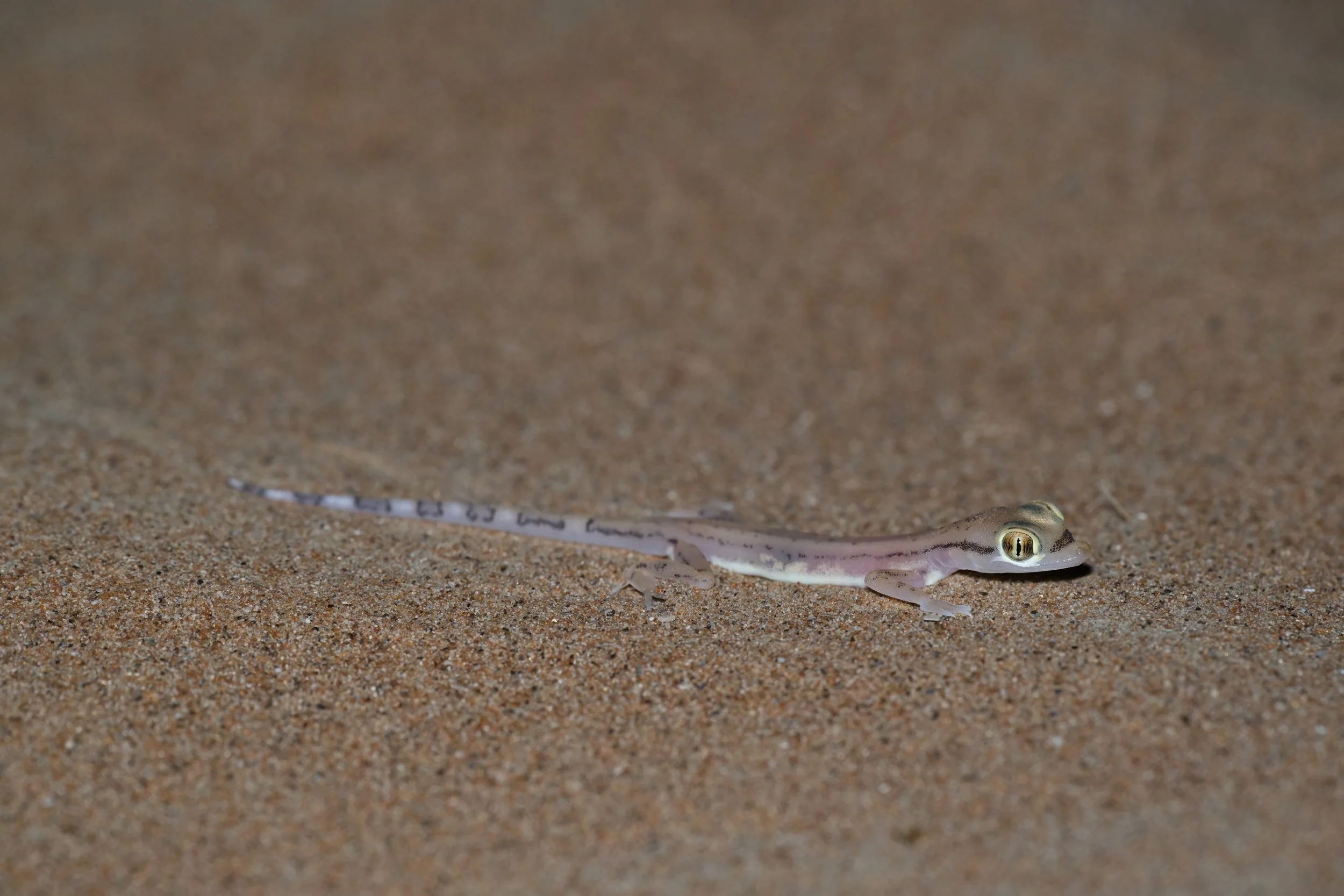 Arabian Web-footed Sand Gecko | وزغة الرمال العربية ذات الأقدام الغشائية | Trigonodactylus arabicus