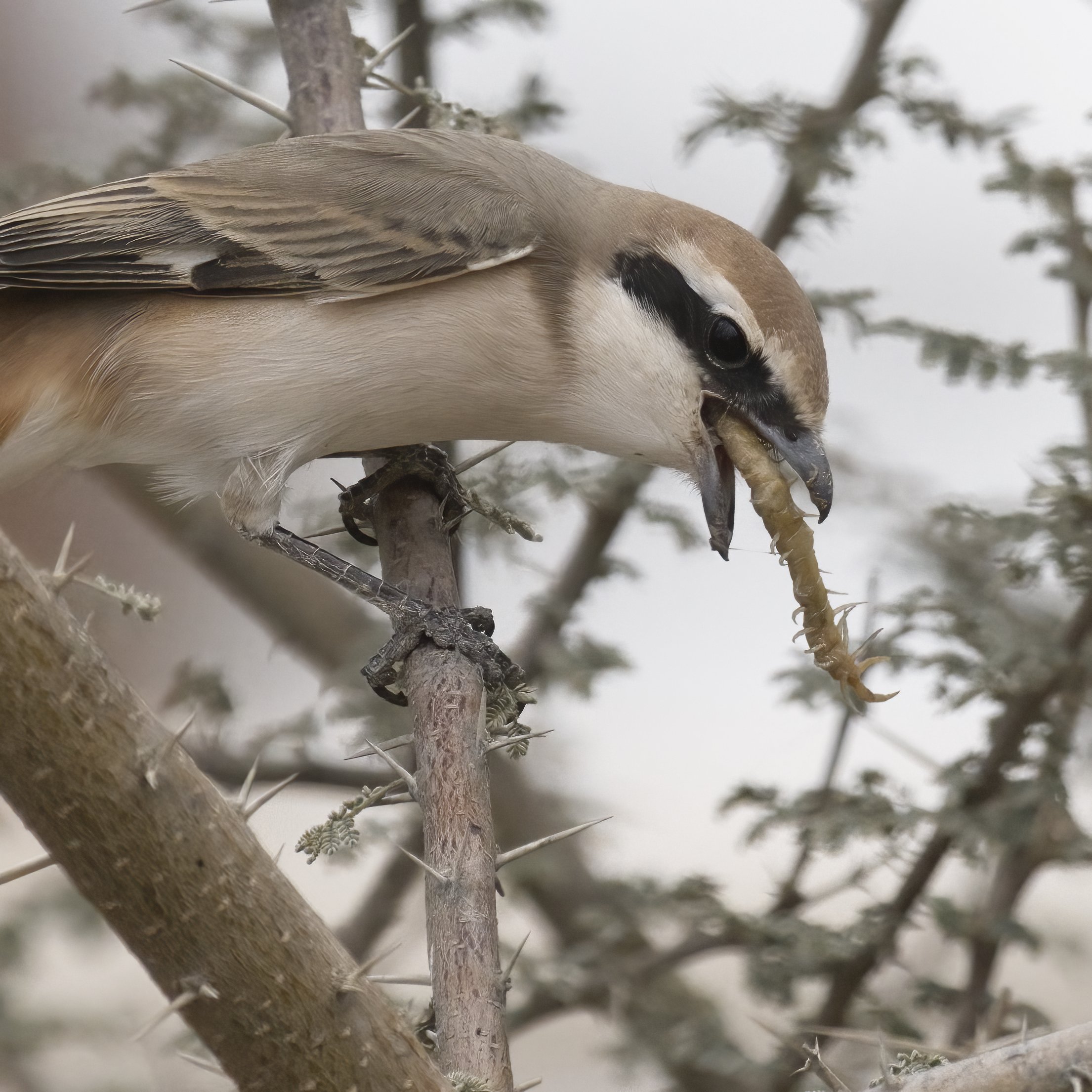 Vagrant Bird migration UAE