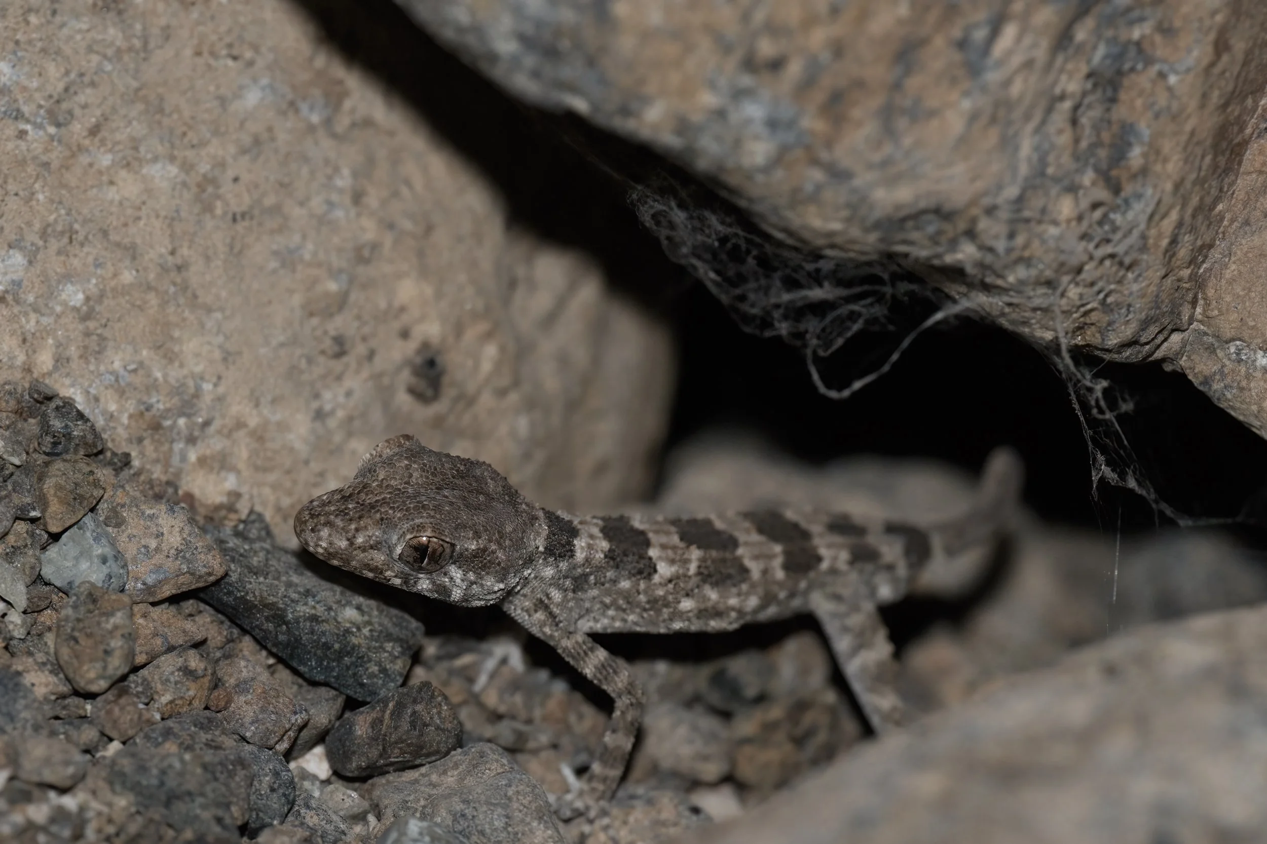 Hajar Banded Ground Gecko_Z091618.jpeg