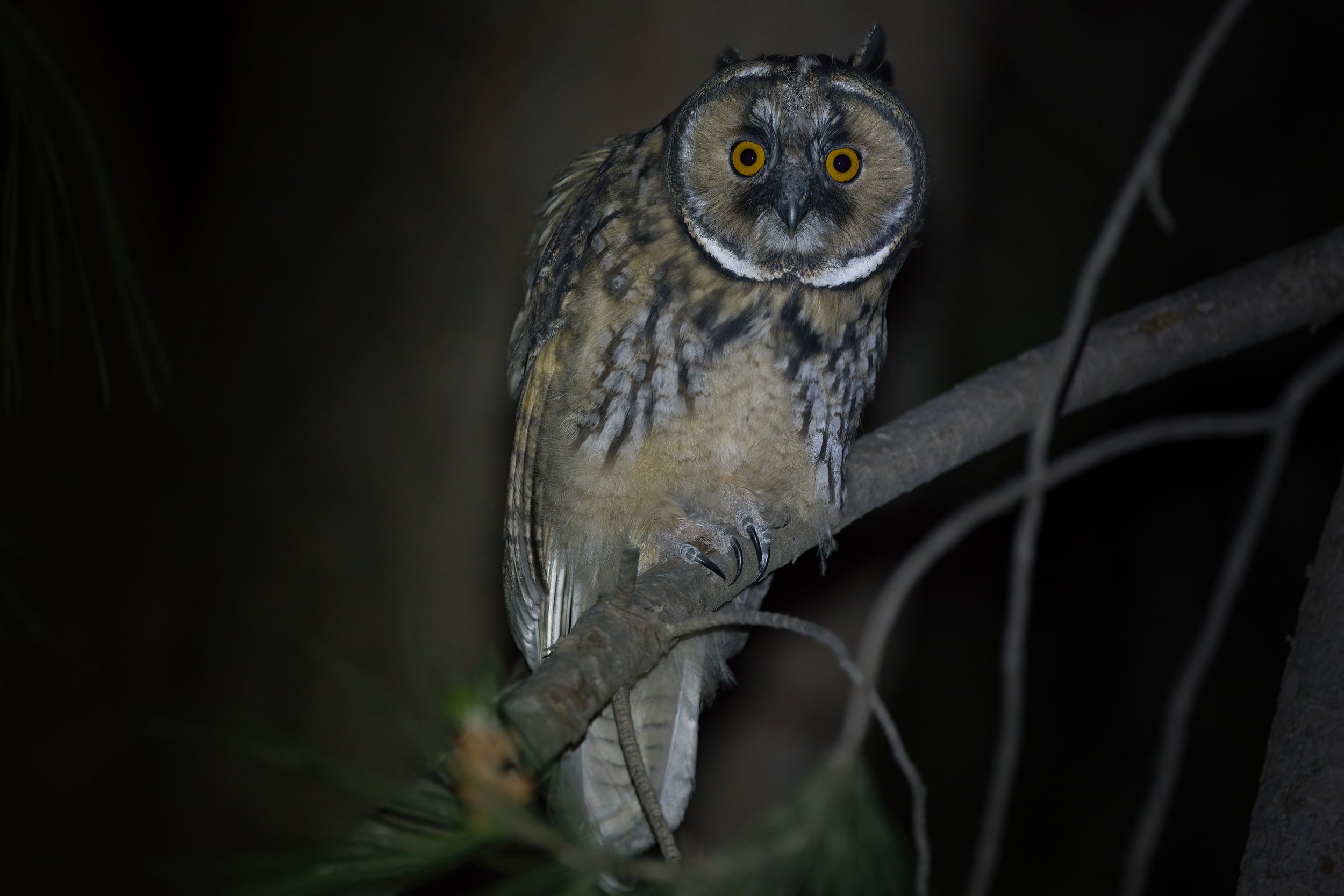 Long-eared Owl (Asio otus) Photos