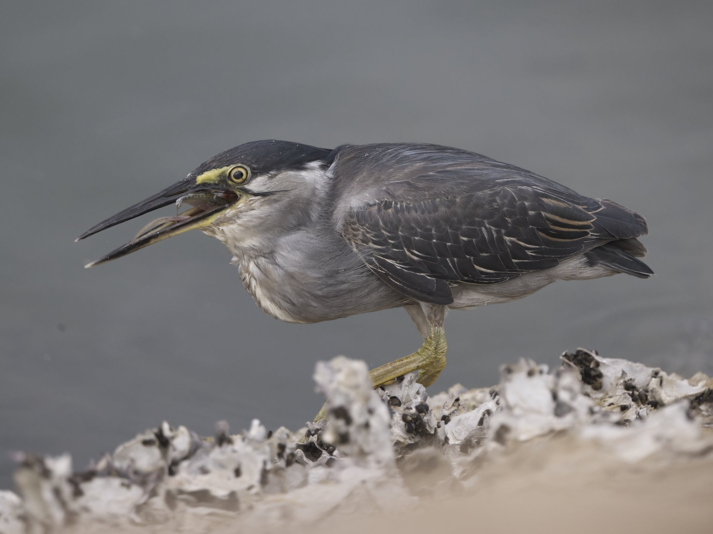 Z09_6251-Striated heron.jpeg