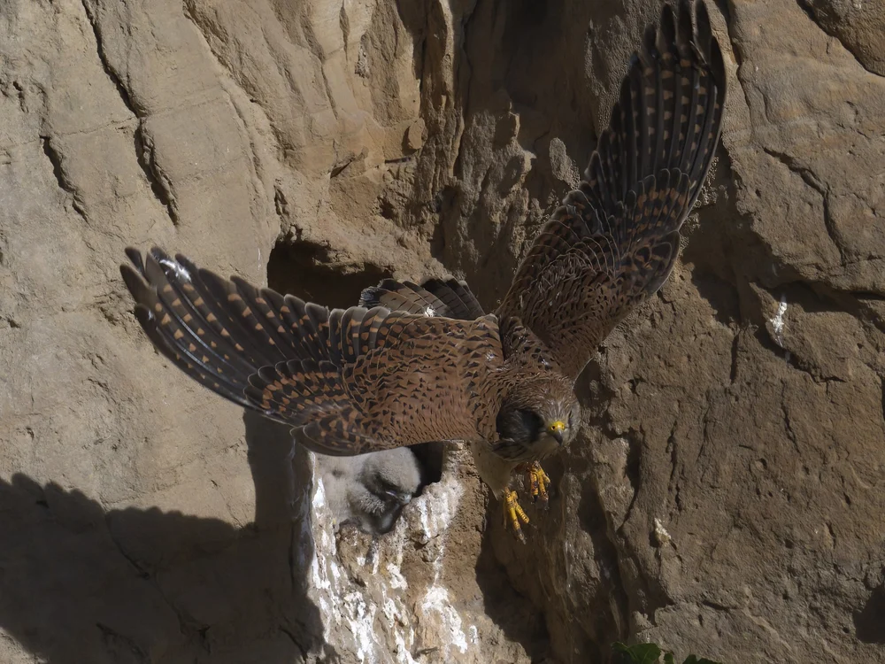 Eurasian Kestrel — best of the story