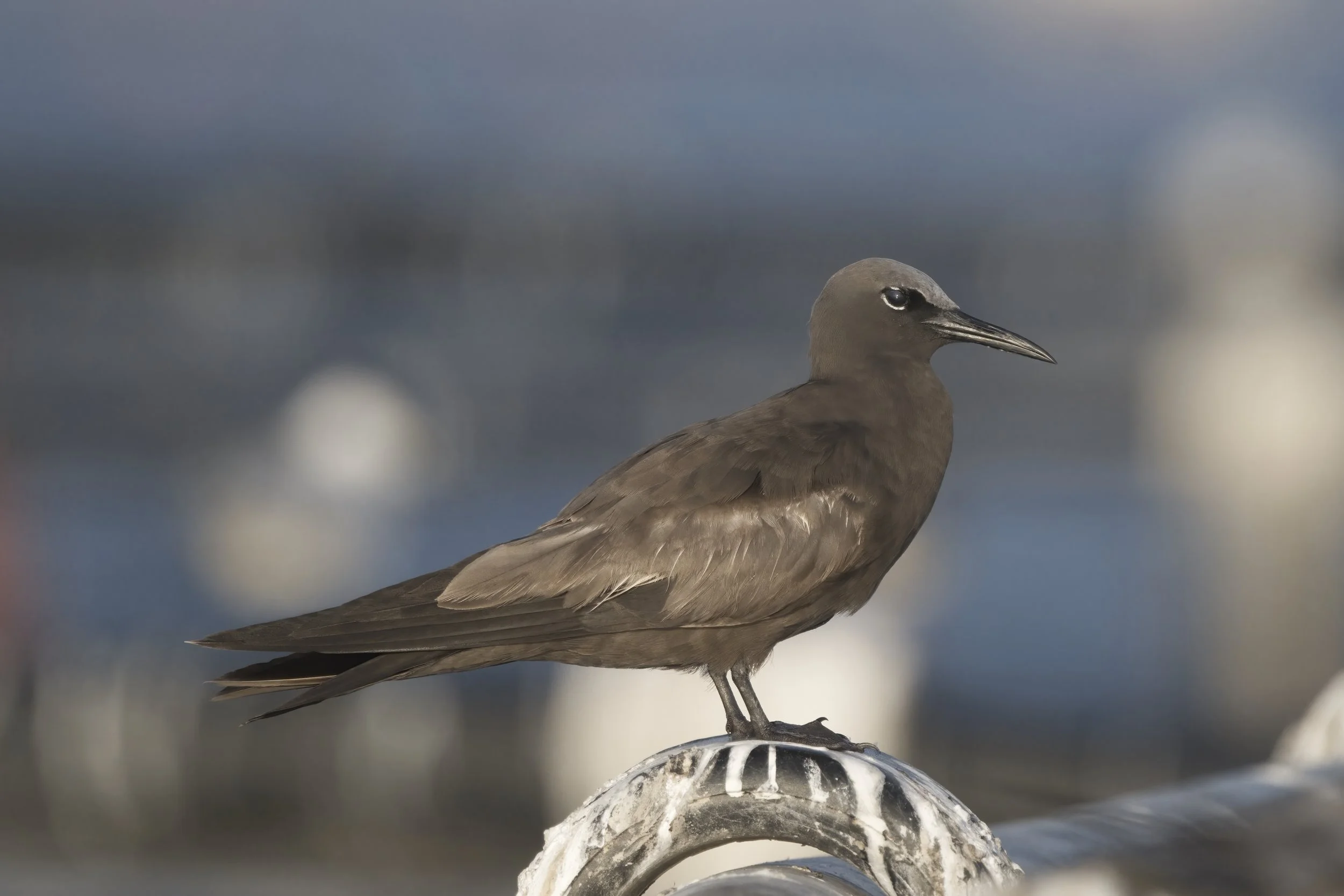Brown Noddy / Anous stolidus