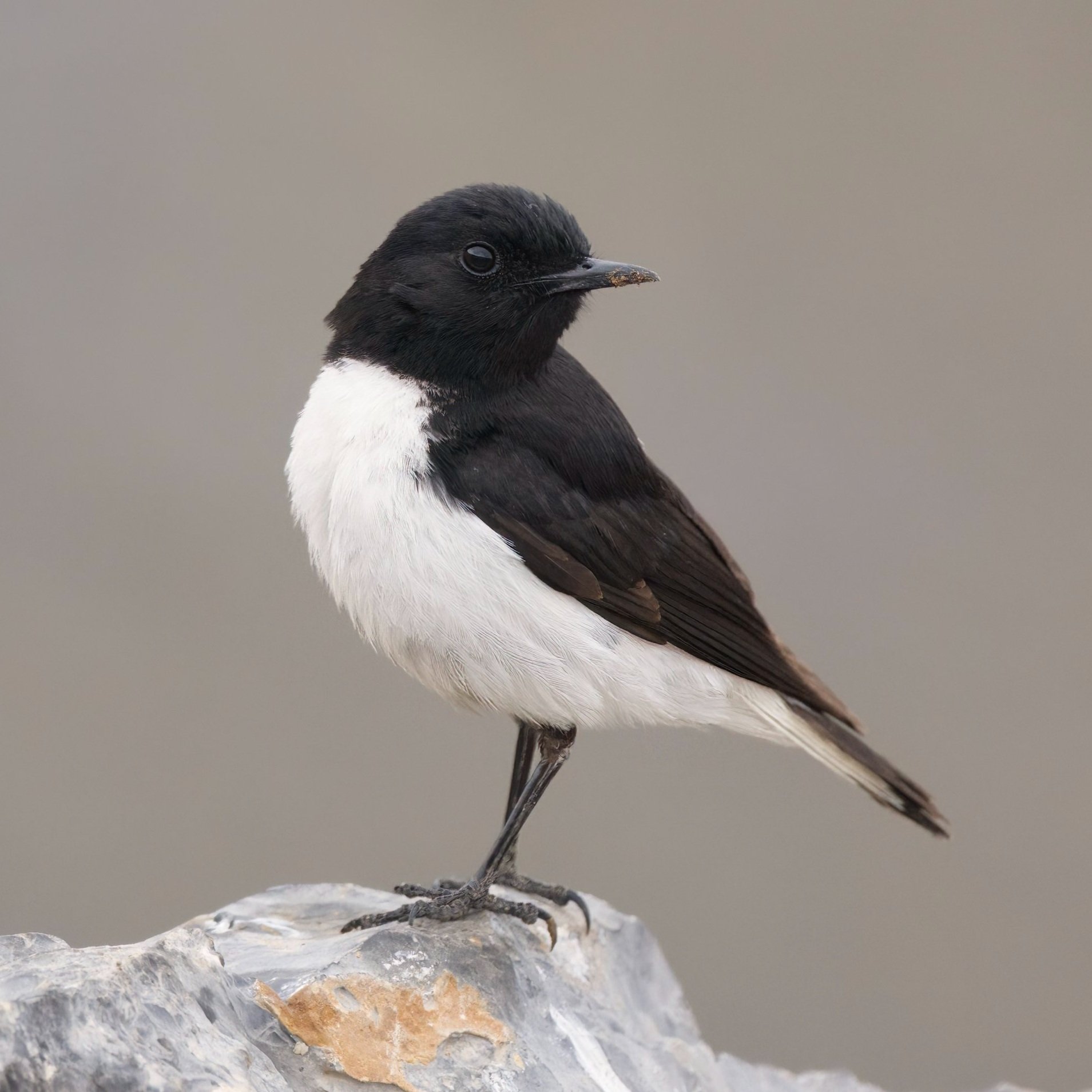 Hume's Wheatear \ Oenanthe albonigra