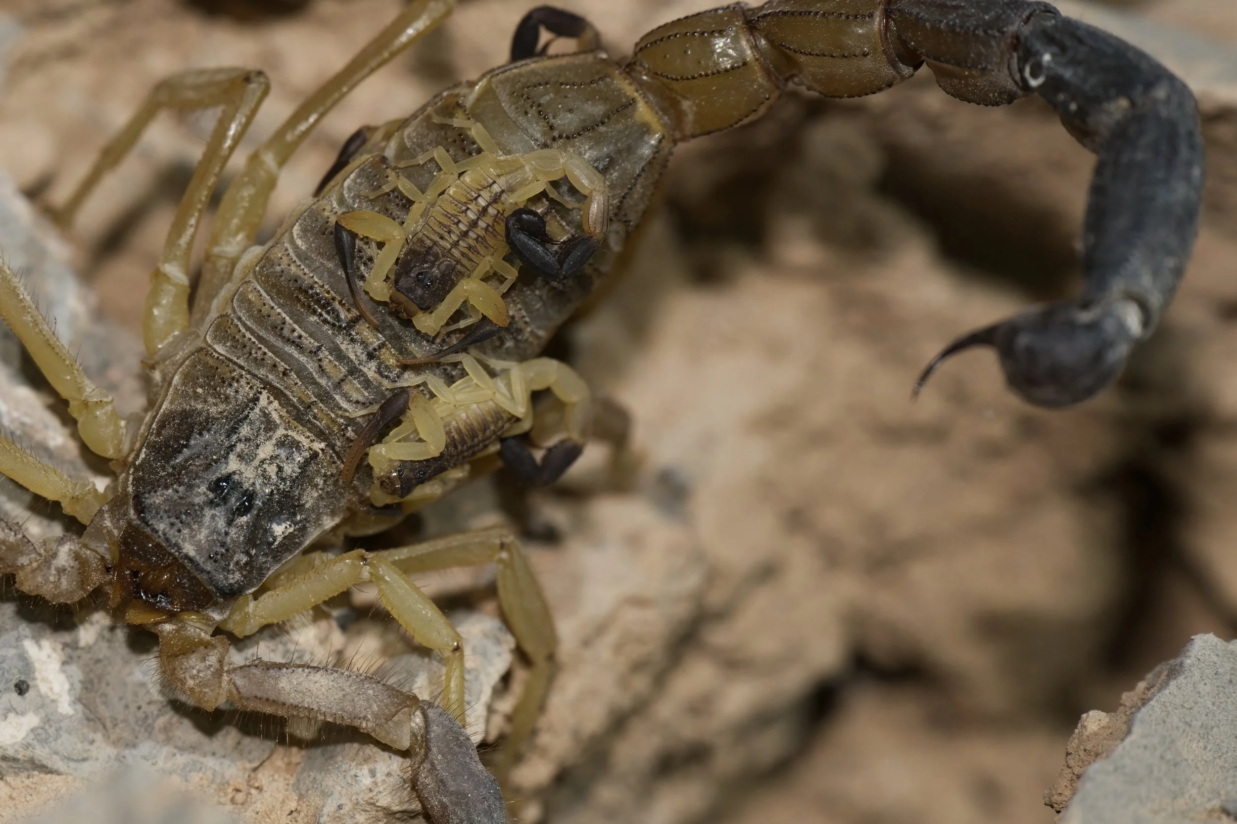 Close-up of a Jayakar’s Scorpion (Hottentotta jayakari) carrying newborn young on its back, showing the dark tail and pincers.