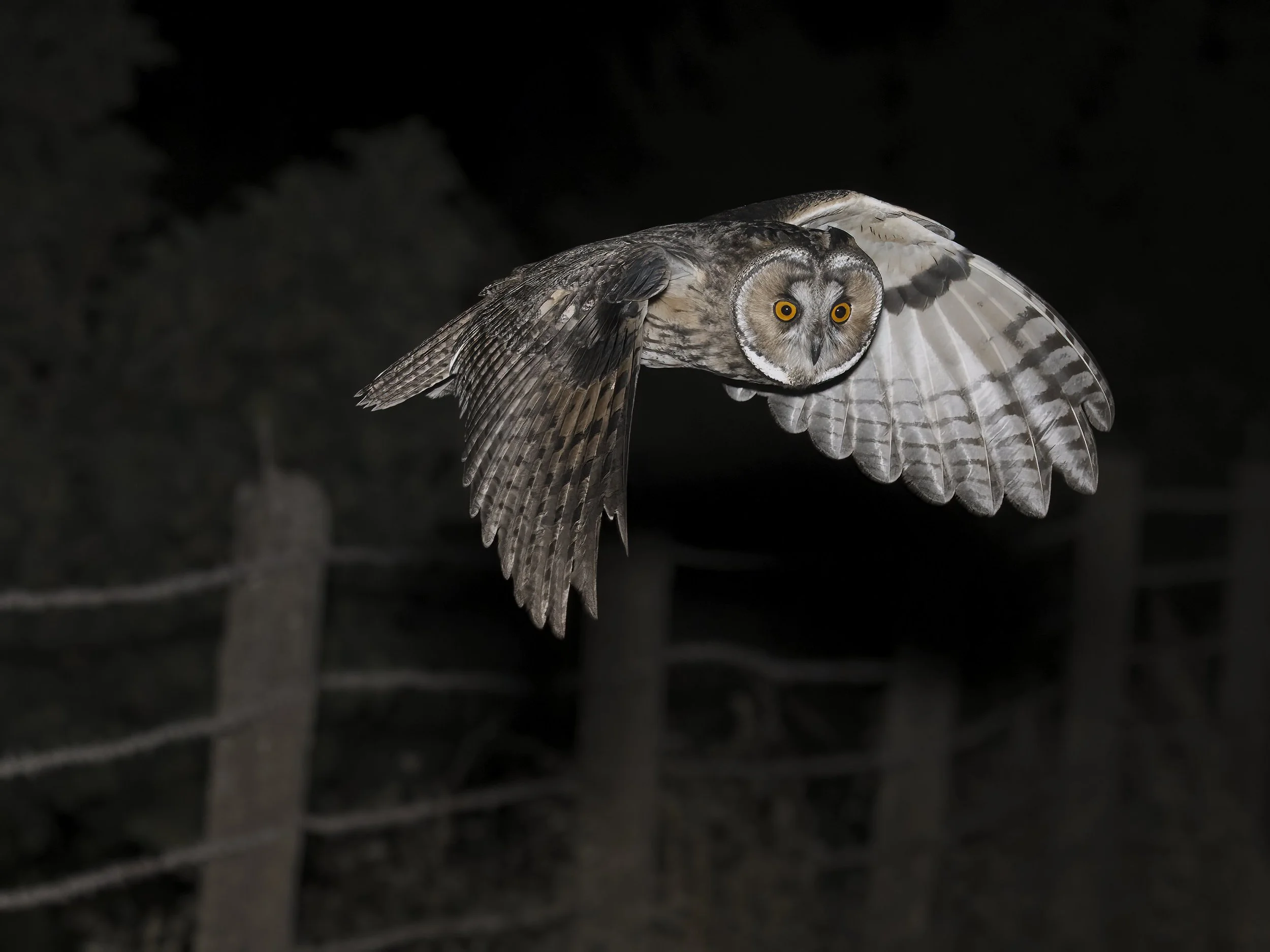 Wildlife Photography Lebanon