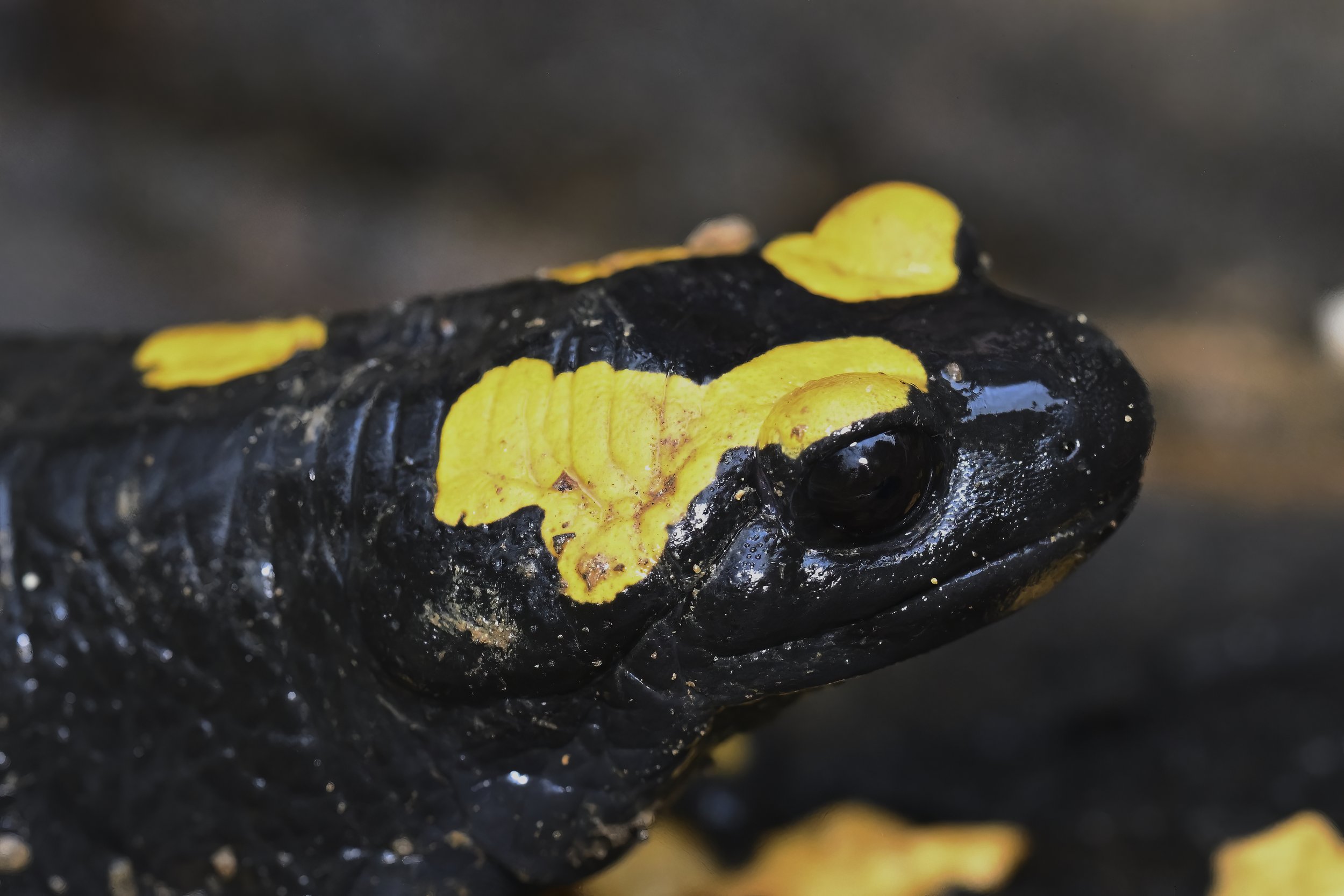 Near Eastern Fire Salamander Mokhtara