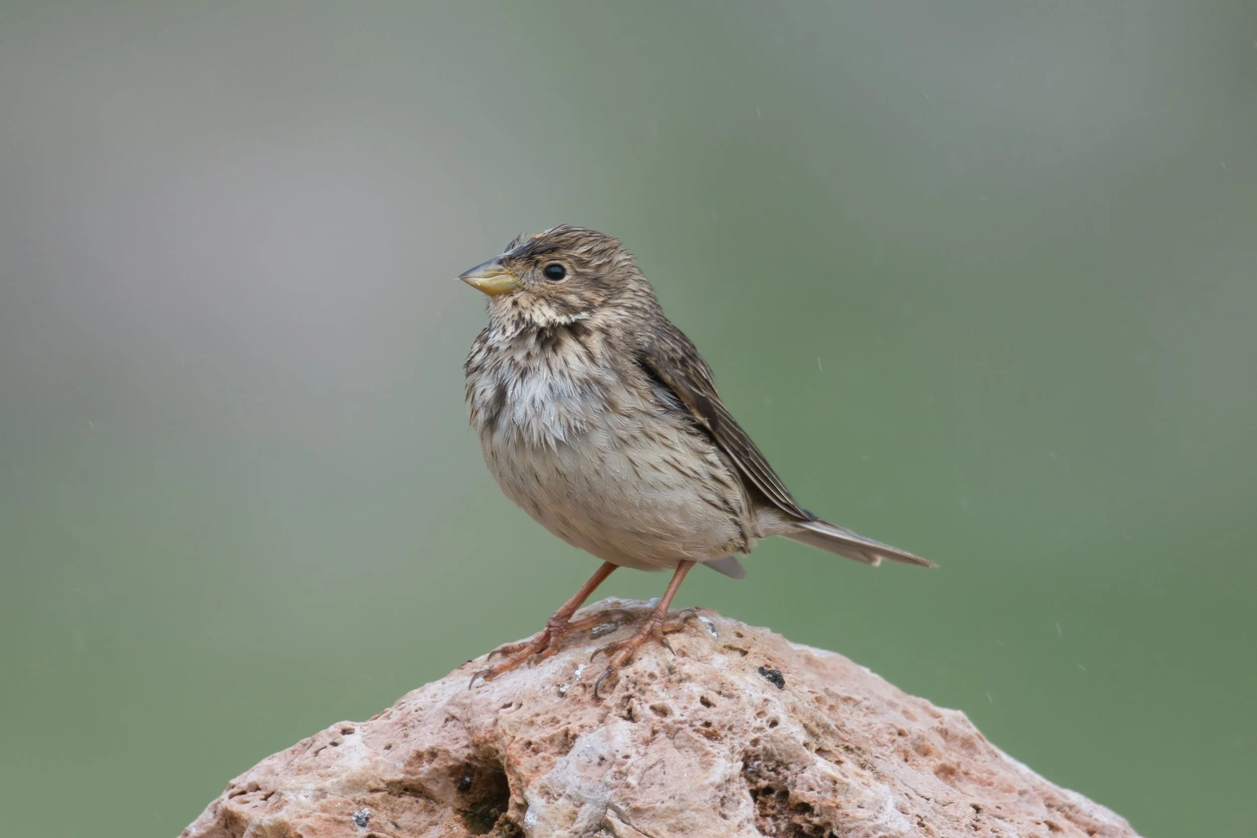 Corn Bunting | درسة الذرة | Emberiza calandra