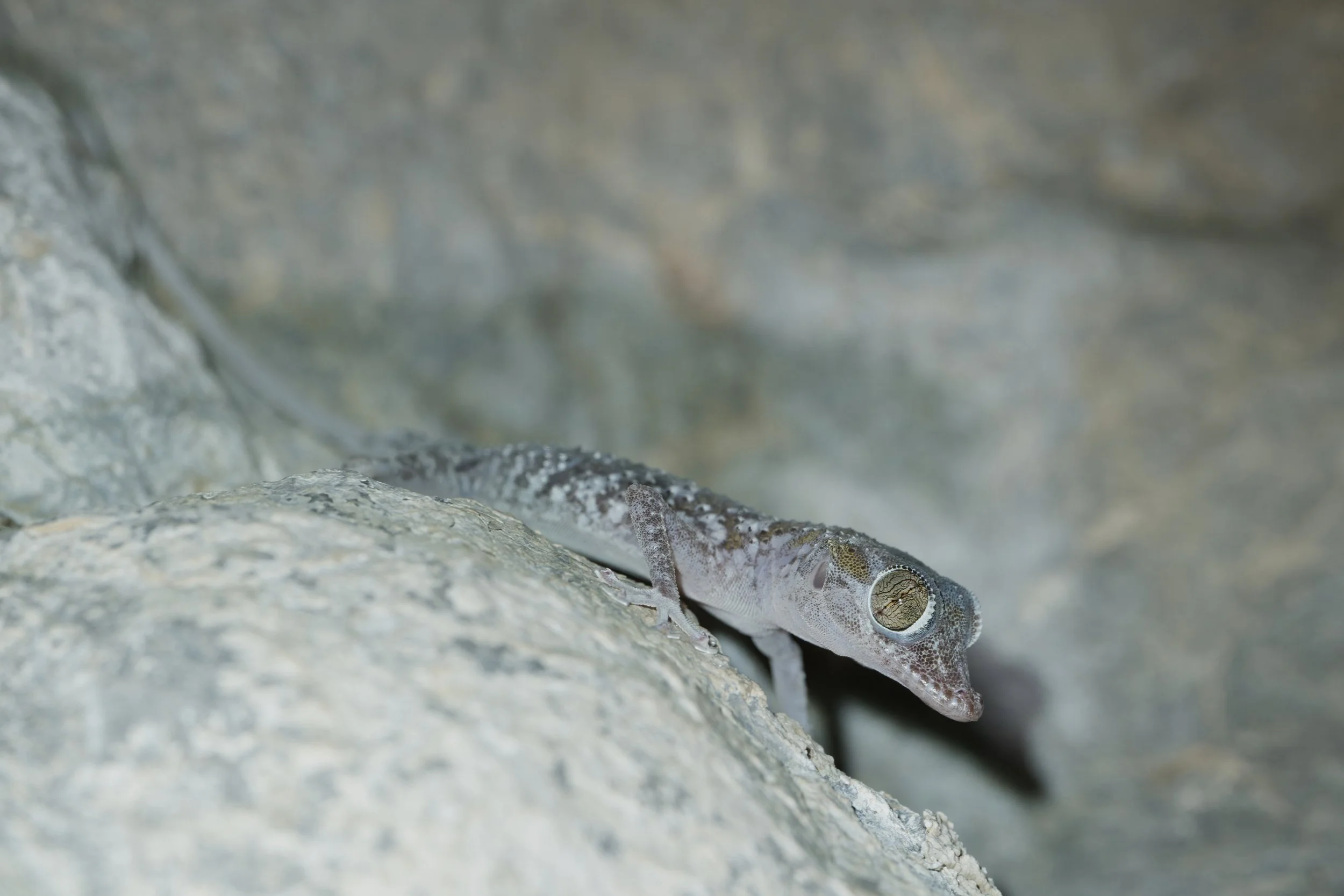 Gardner’s Leaf-toed Gecko (Asaccus gardneri)