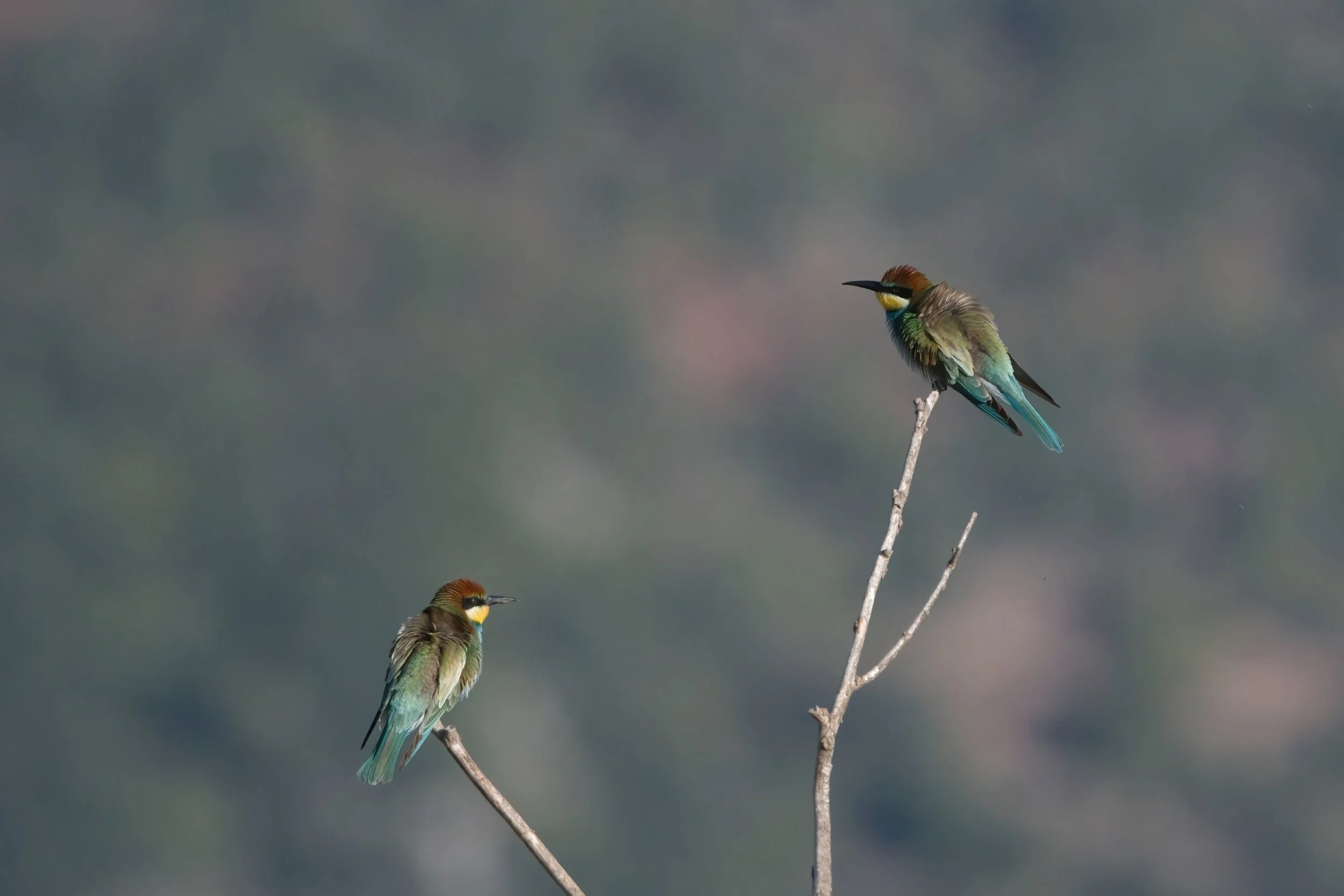 European Bee-eater \ Merops apiaster