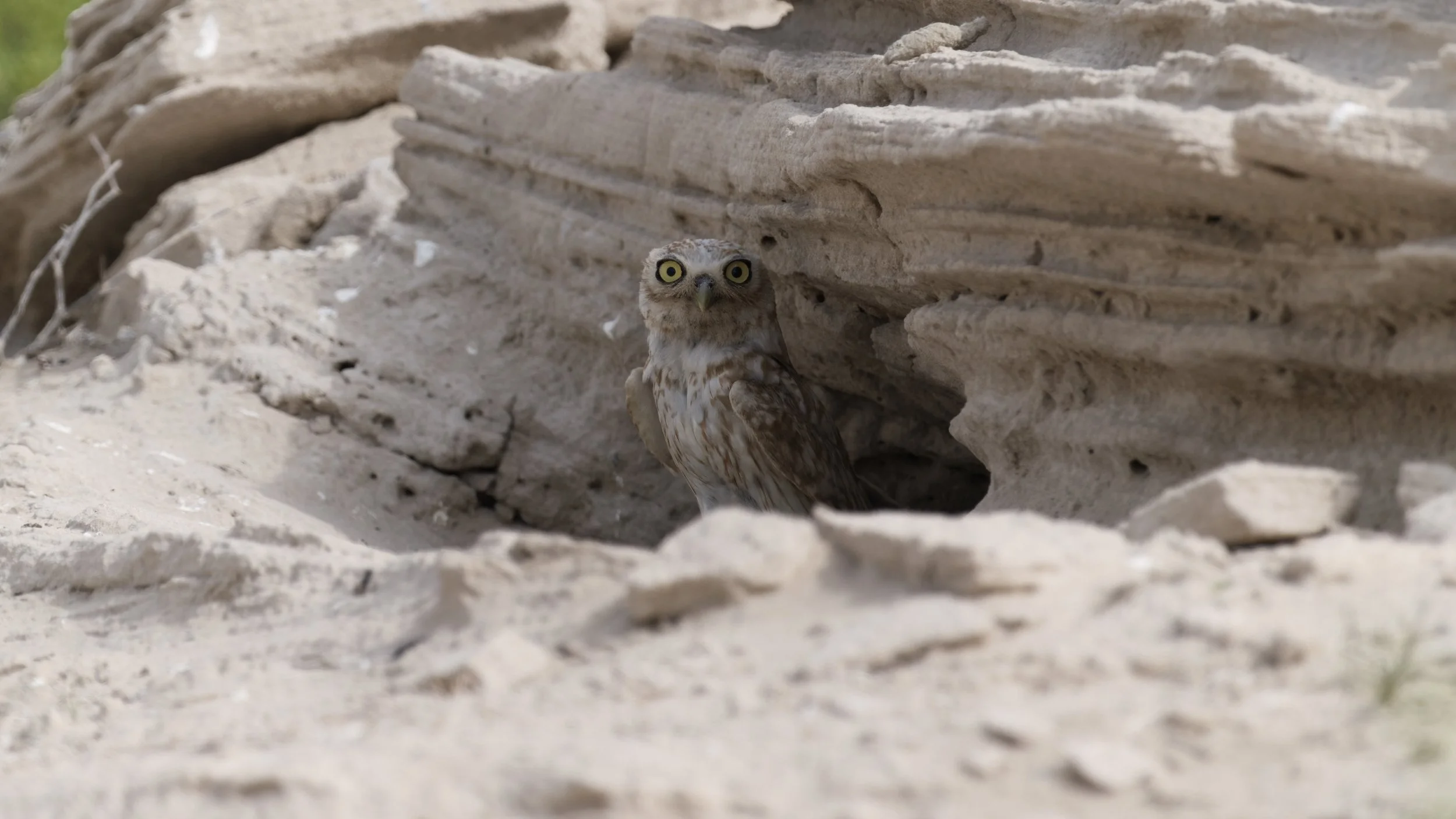 _Z093787 Little Owl.jpeg