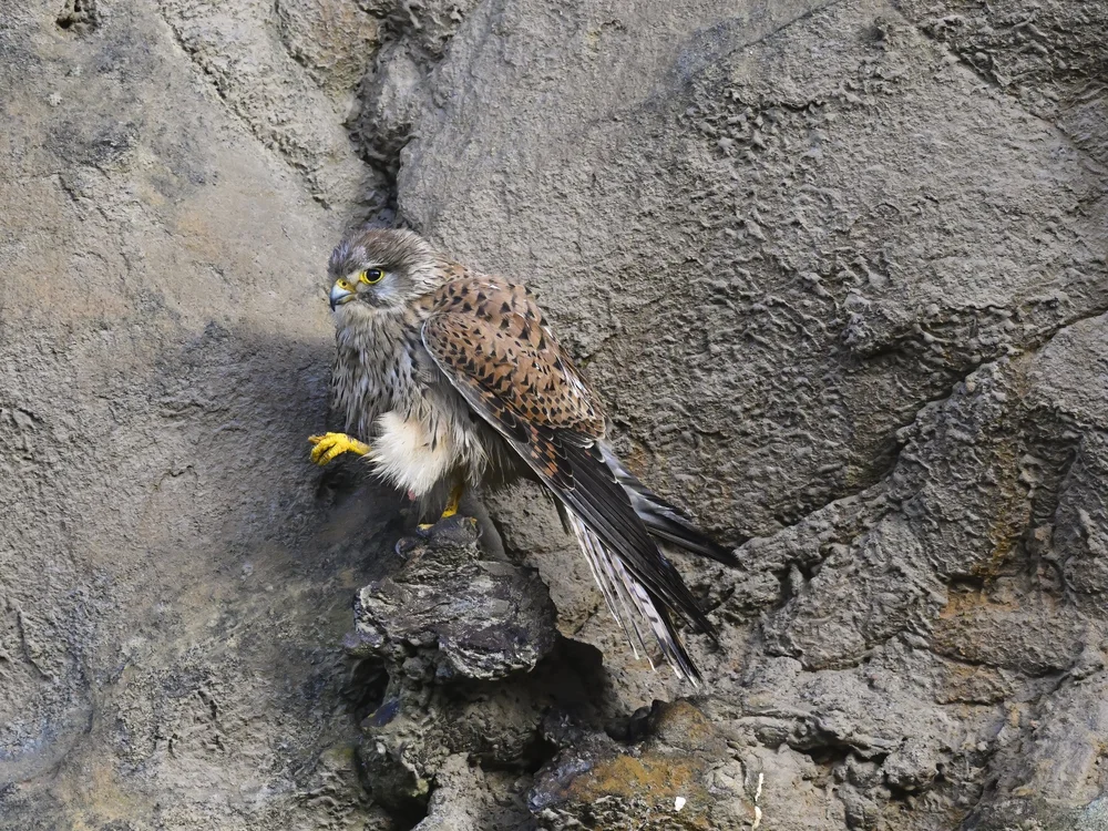 Eurasian Kestrel — best of the story