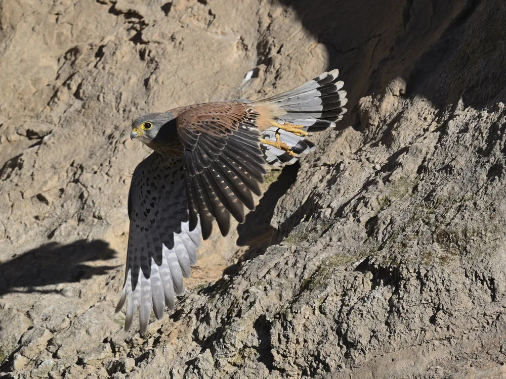 Eurasian Kestrel — best of the story