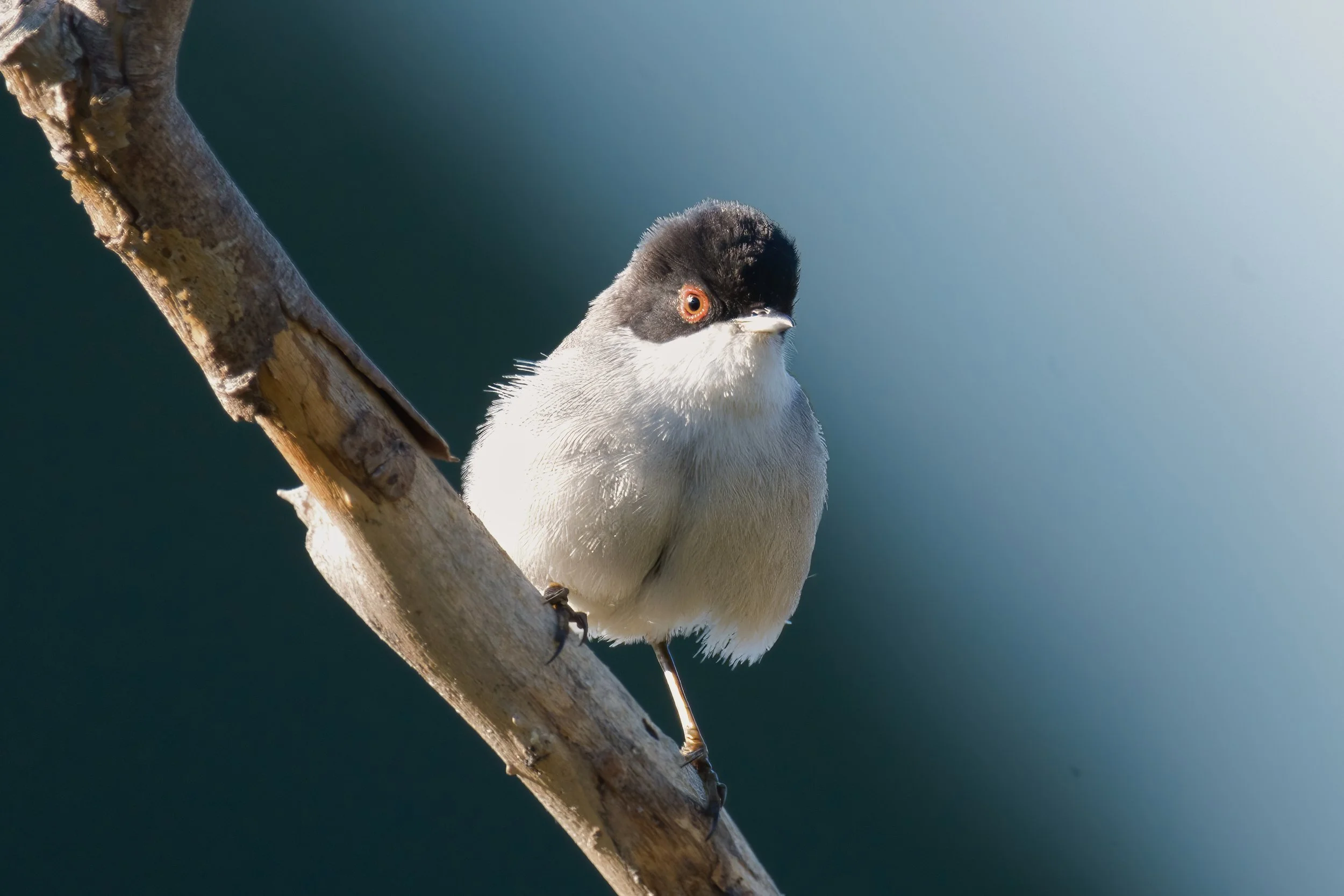 Sardinian Warbler D54_4784.jpeg