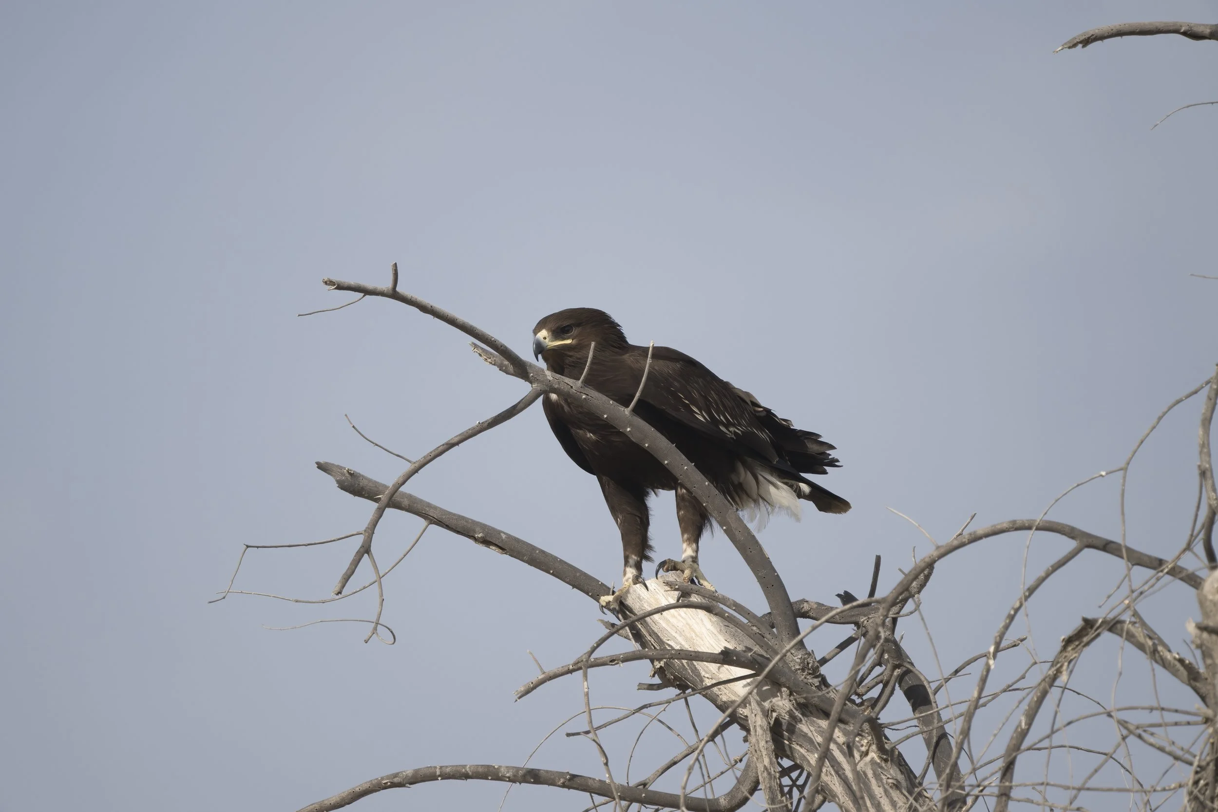 UAE Birds Migration