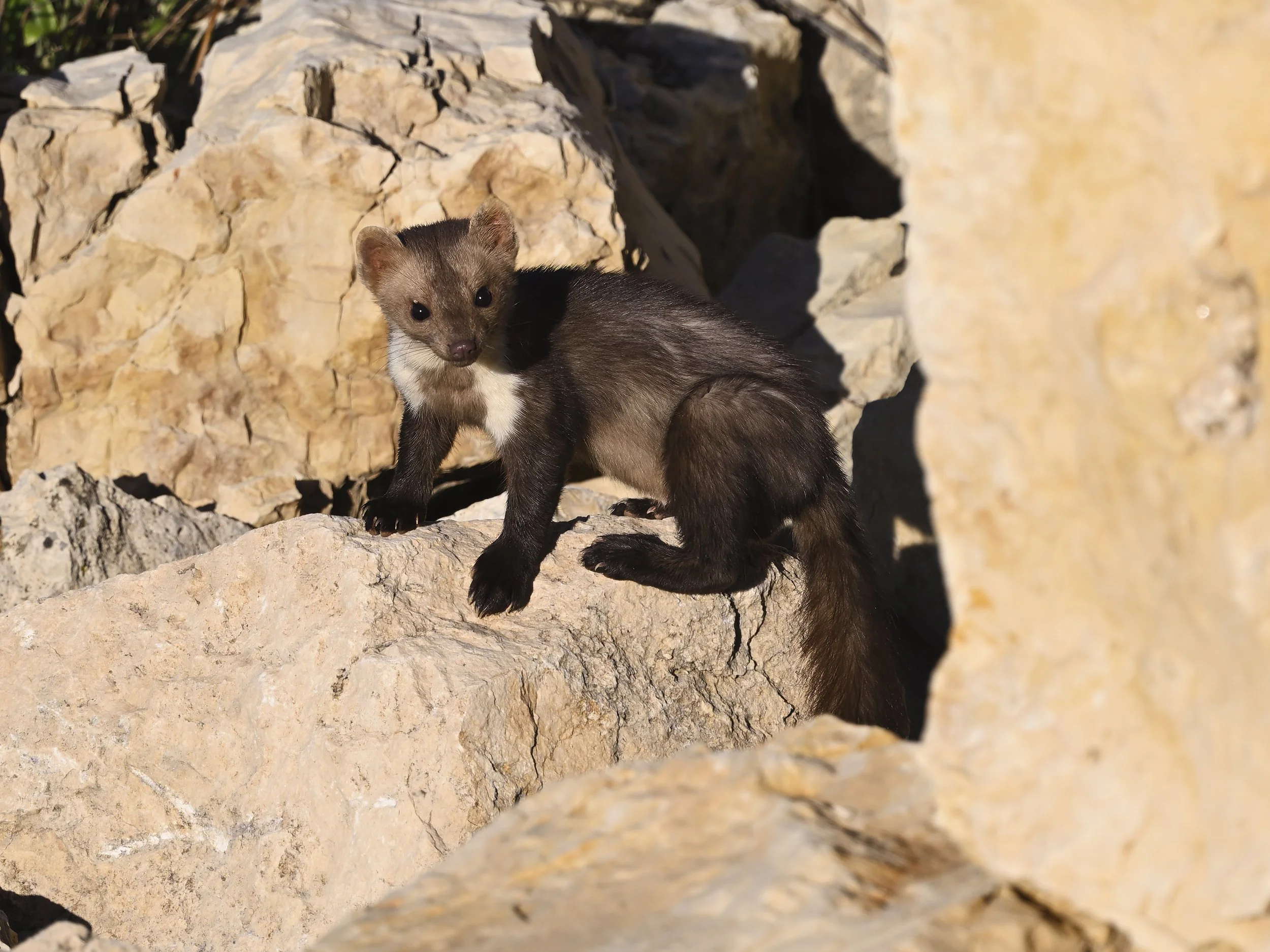 Stone Marten ( Martes fouina ) - Lebanon  Lebanon 