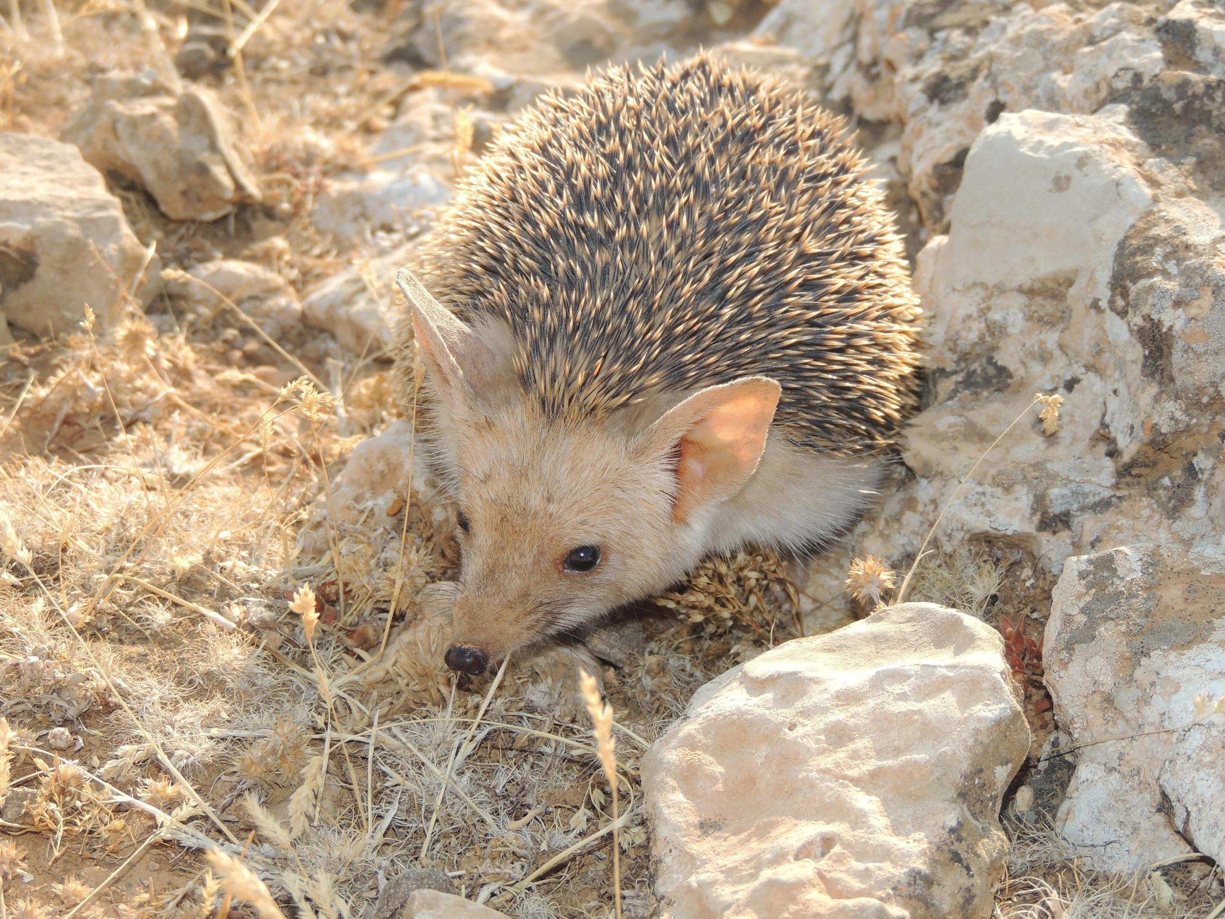 Photo Credit: Rami Khashab