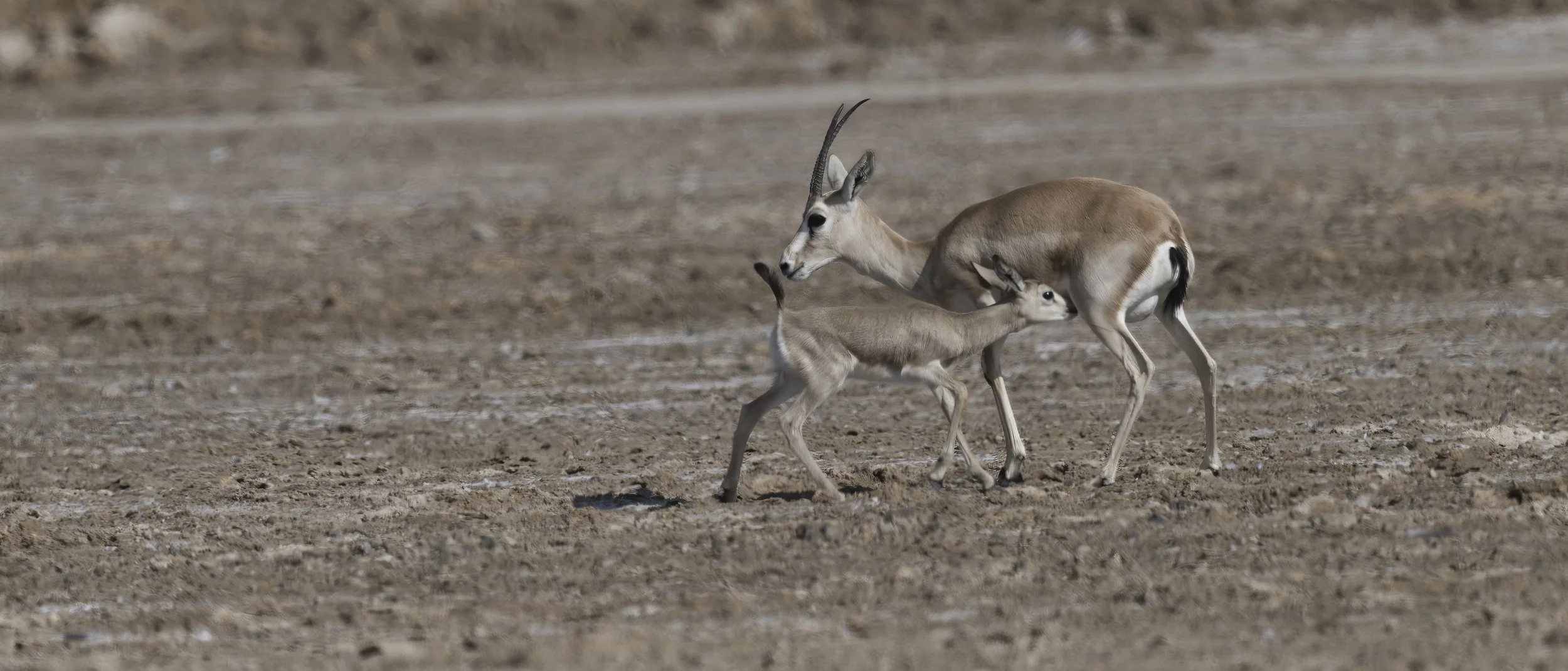 Arabian Sand Gazelle | غزال الريم العربي | Gazella marica — Wildlife ...