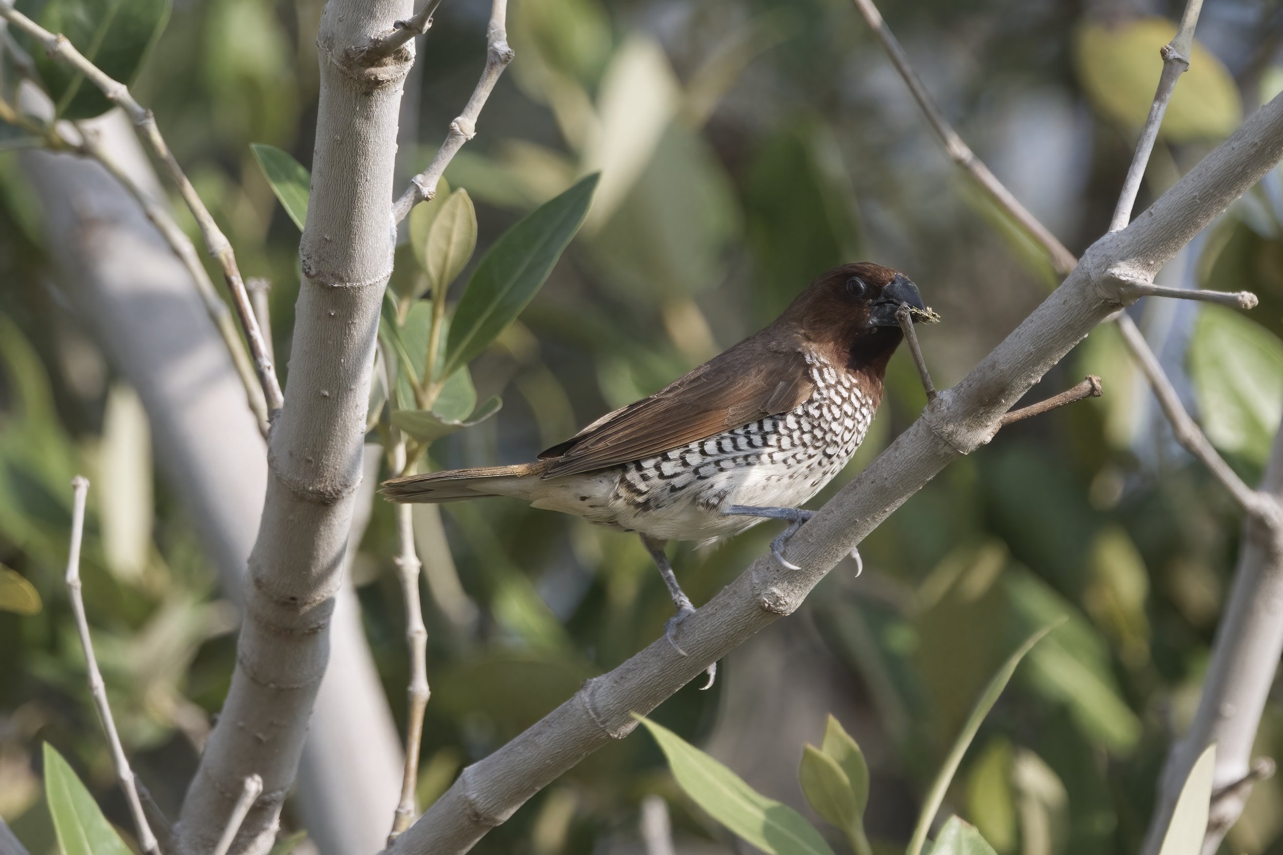 scaly breasted Munia Z092347.jpeg