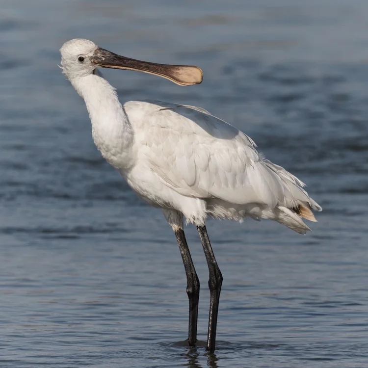 Eurasian Spoonbill photographed at Ras Al Khor Wildlife Sanctuary, Dubai